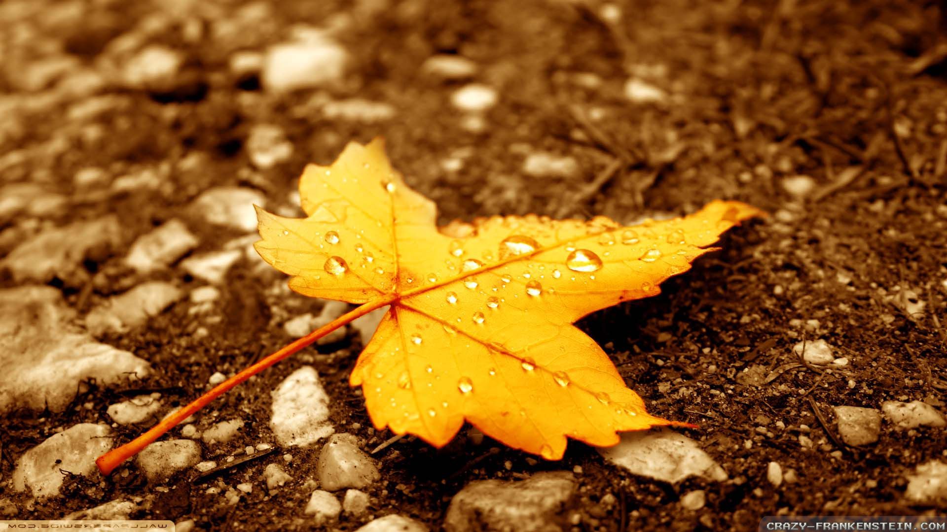 Autumn Leaves Hd Wallpapers