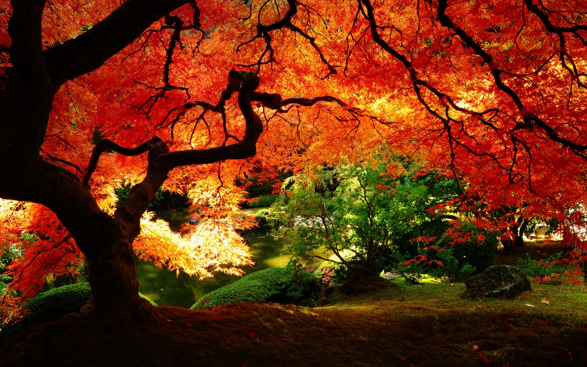 Autumn Leaves Hd Wallpapers