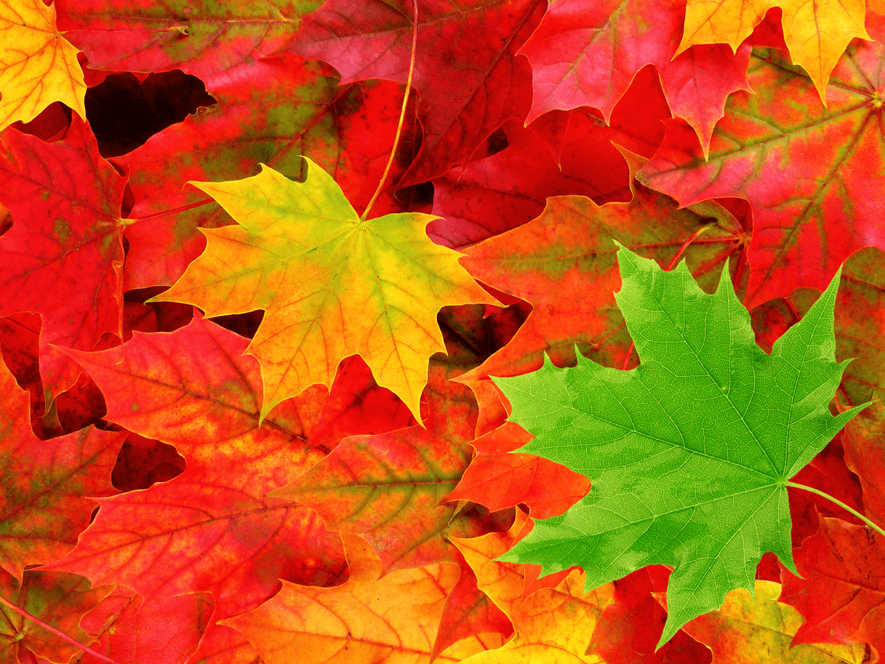 Autumn Leaves Hd Wallpapers