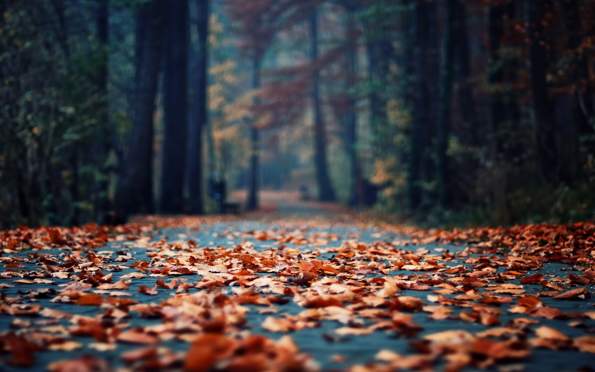 Autumn Leaves Hd Wallpapers