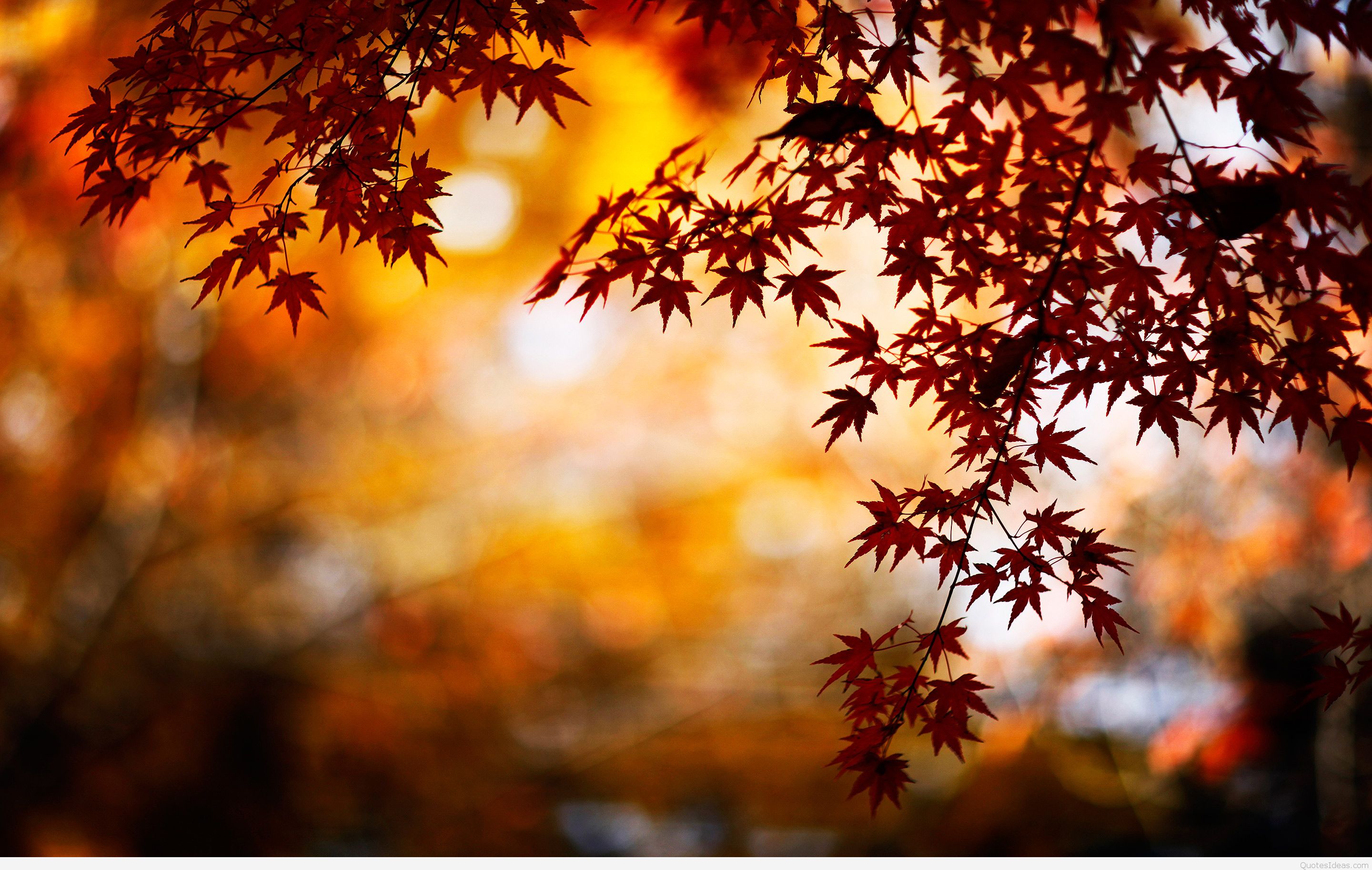 Autumn Leaves Hd Wallpapers