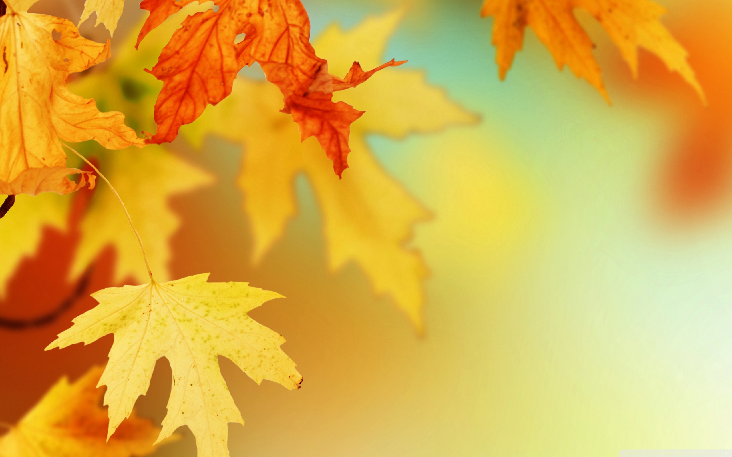 Autumn Leaves Hd Wallpapers