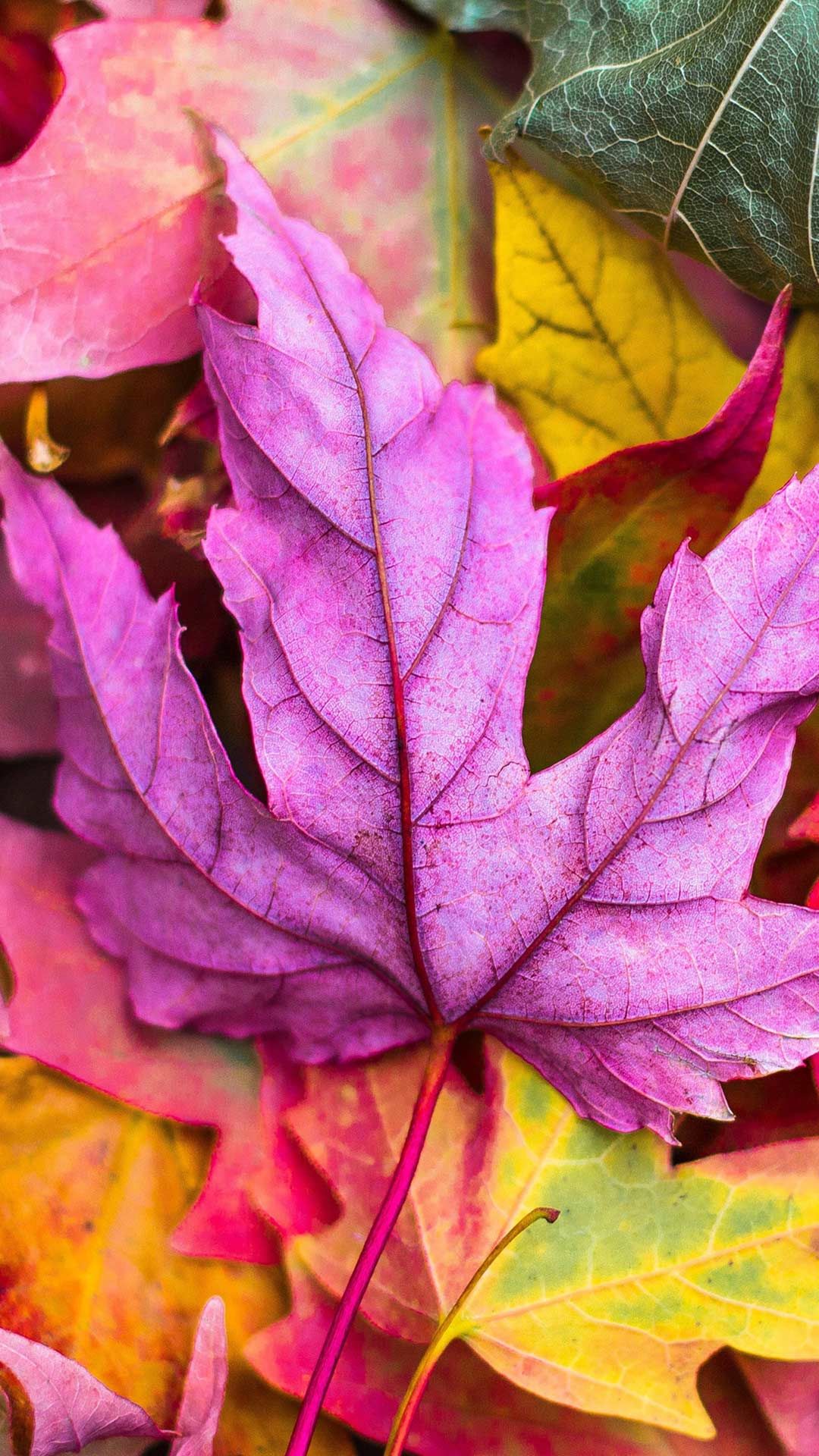 Autumn Leaves Pink Colour Wallpapers