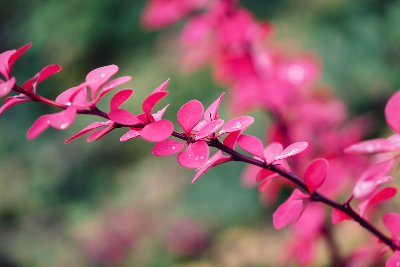 Autumn Leaves Pink Colour Wallpapers