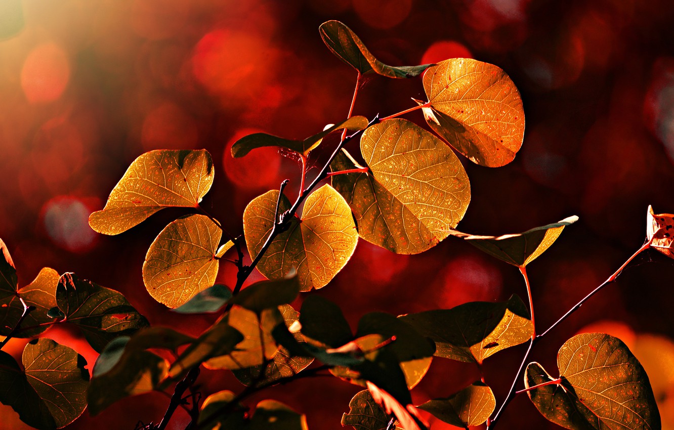 Autumn Lights Wallpapers