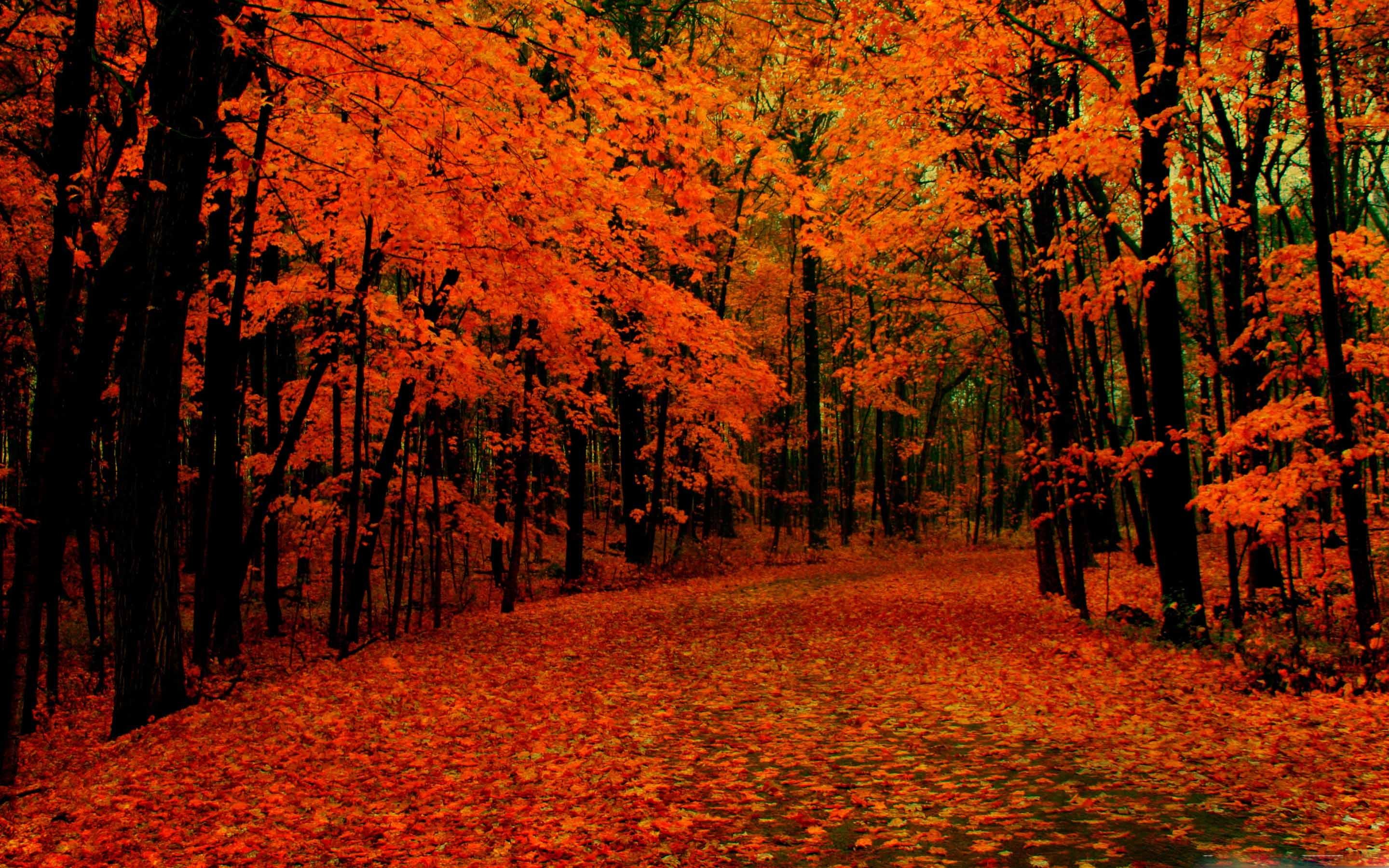 Autumn Macbook Wallpapers