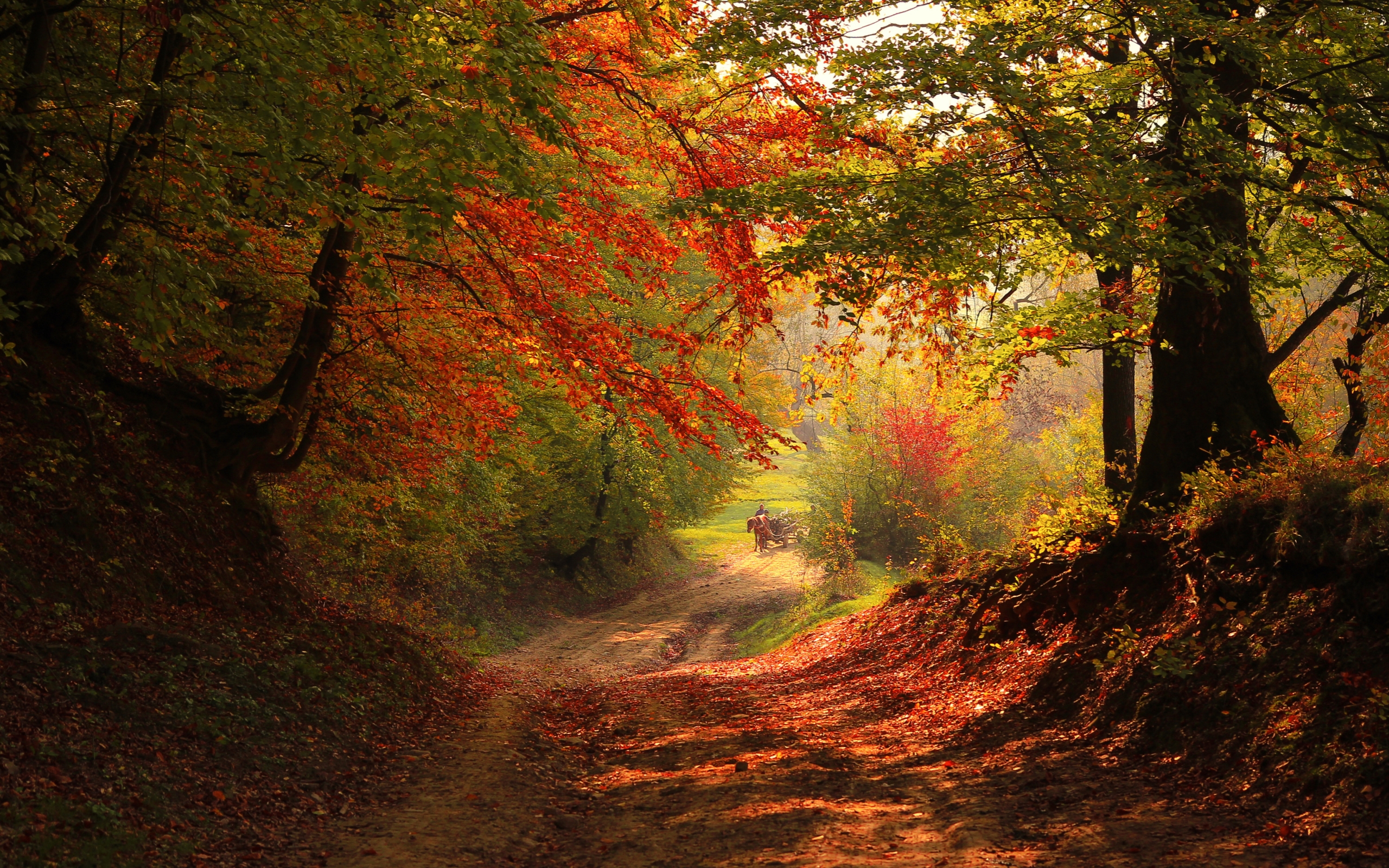 Autumn Macbook Wallpapers