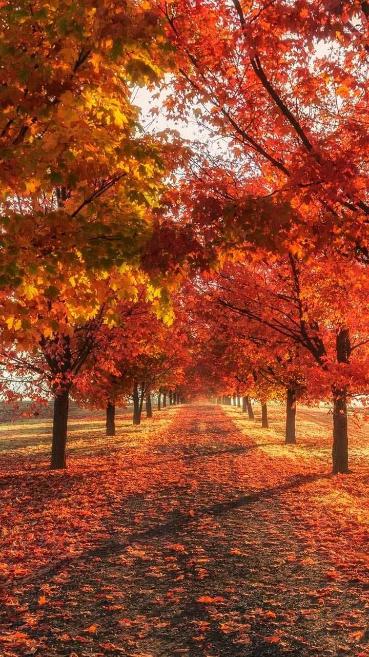 Autumn Mobile Wallpapers