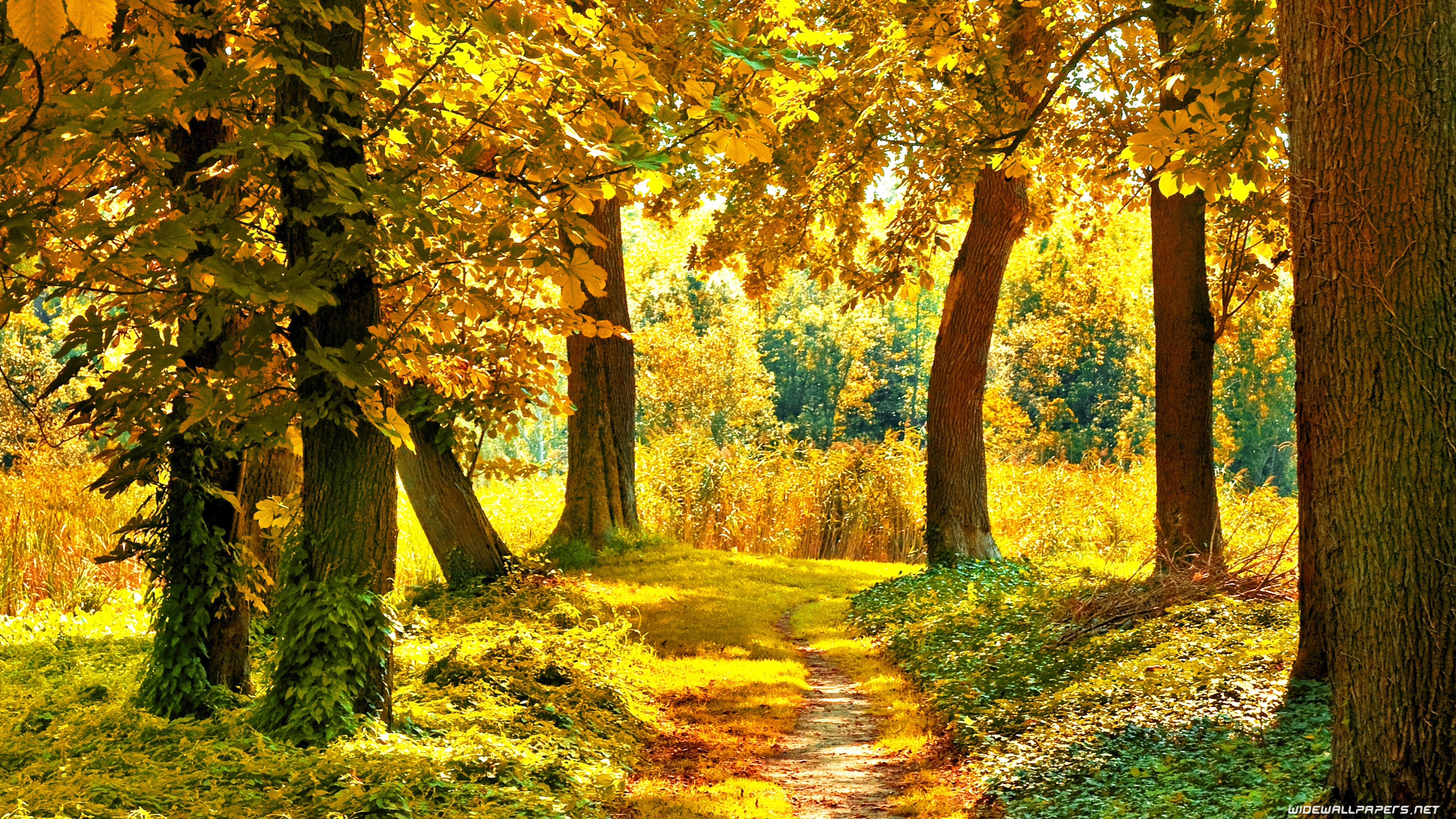 Autumn Nature Desktop Wallpapers