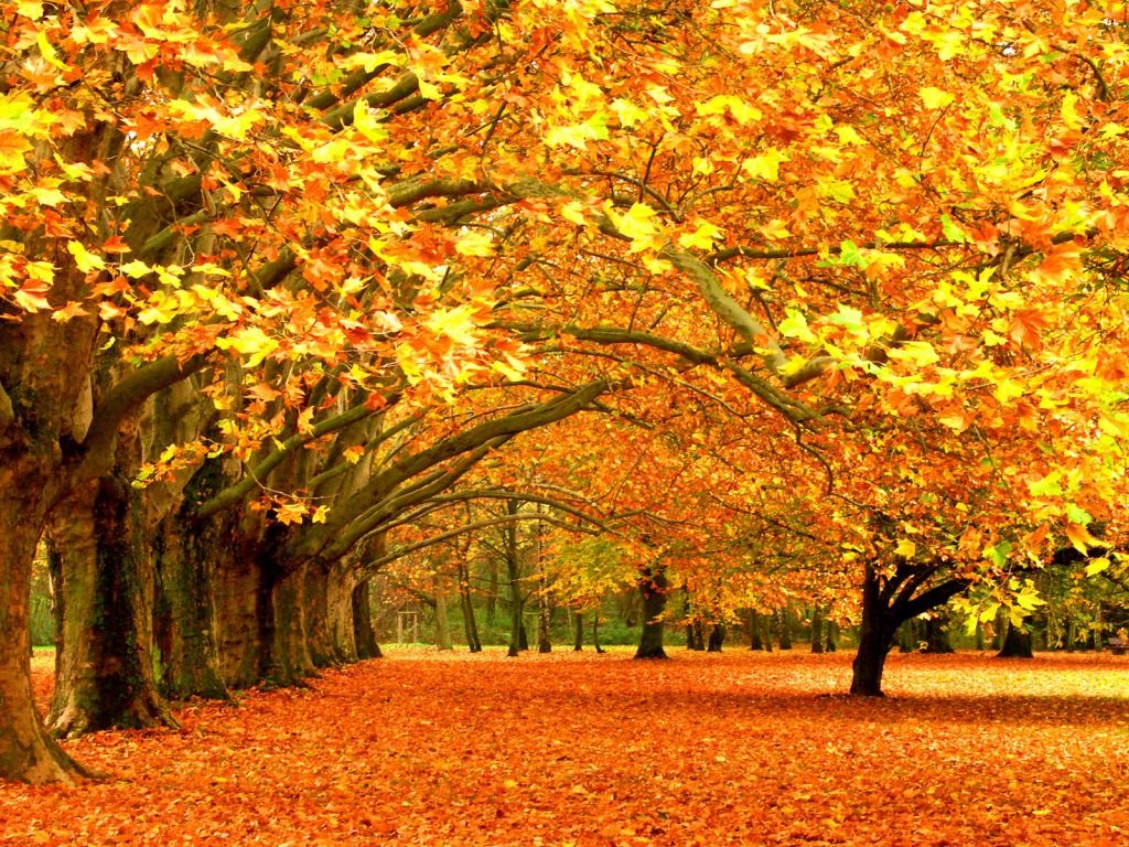 Autumn Nature Desktop Wallpapers