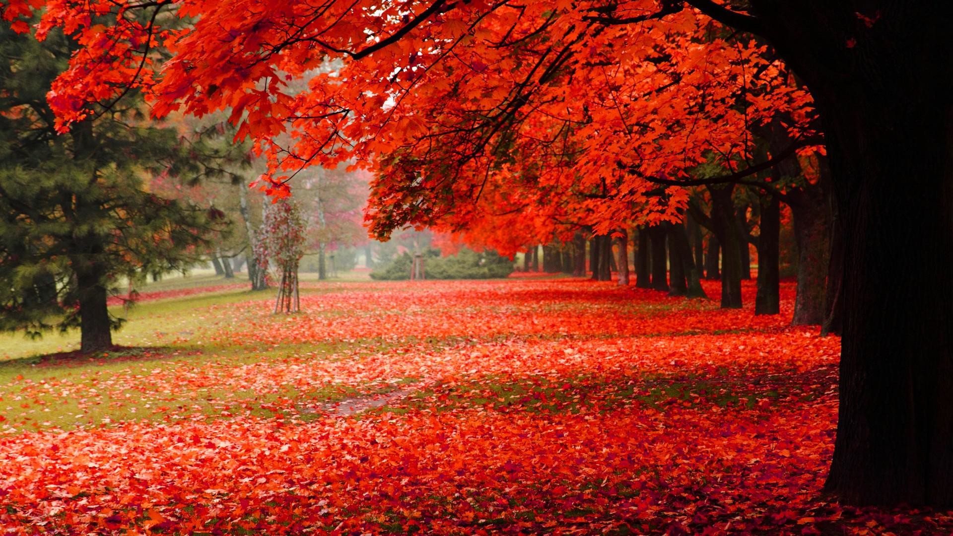 Autumn Nature Desktop Wallpapers