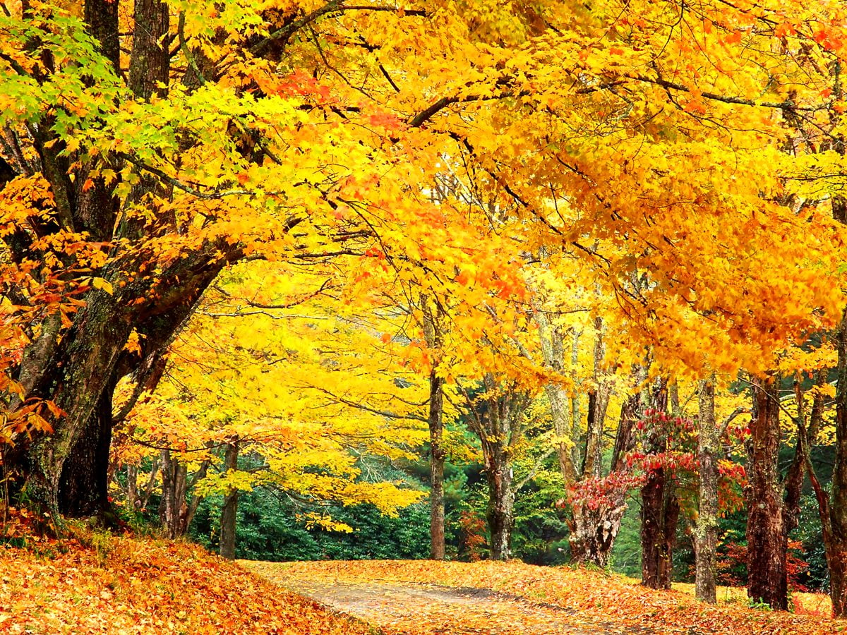 Autumn Nature Desktop Wallpapers