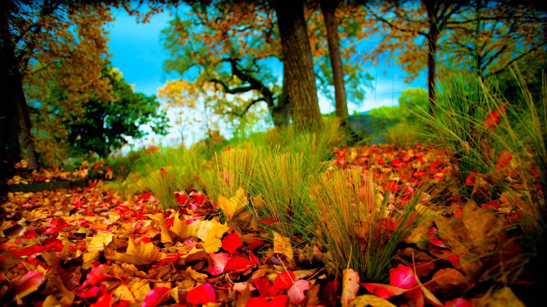 Autumn Nature Desktop Wallpapers