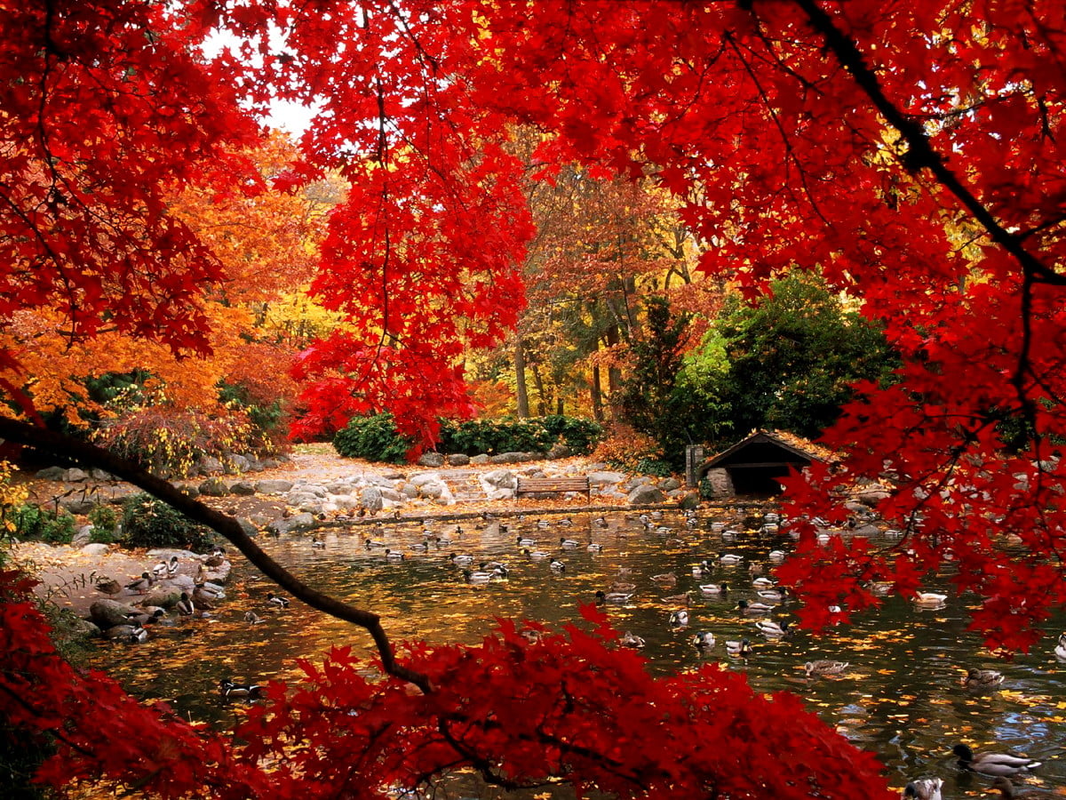 Autumn Nature Desktop Wallpapers