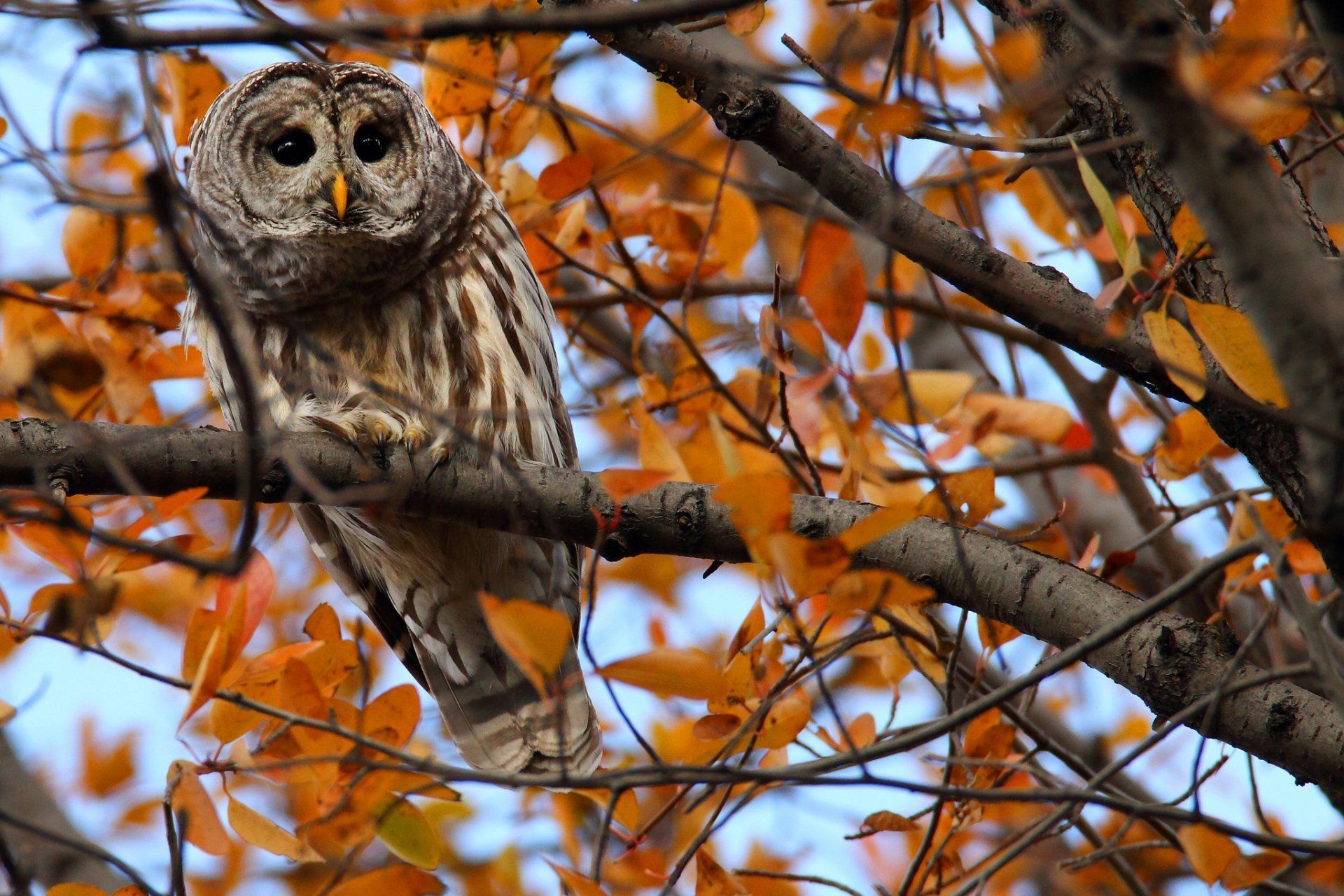 Autumn Owl Desktop Wallpapers
