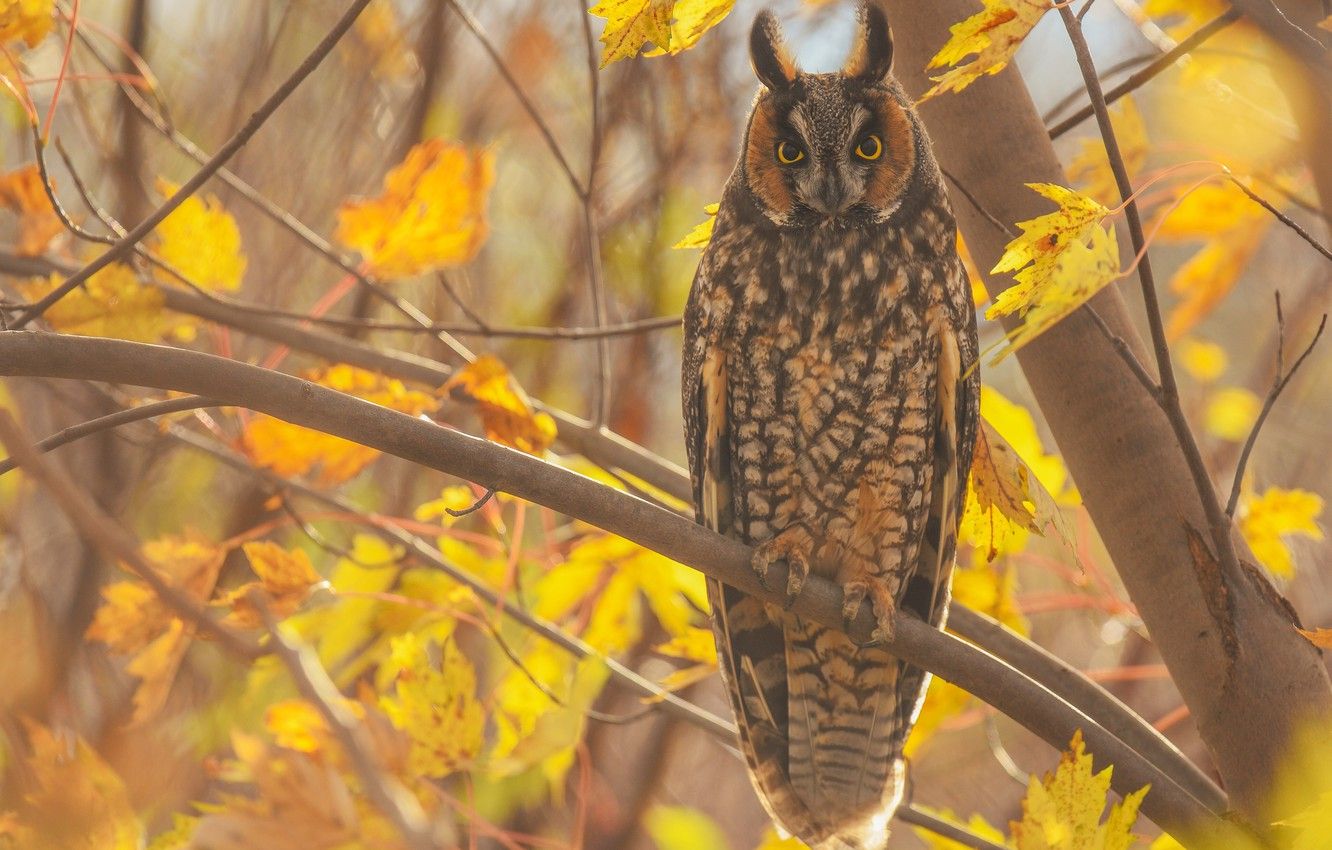 Autumn Owl Desktop Wallpapers