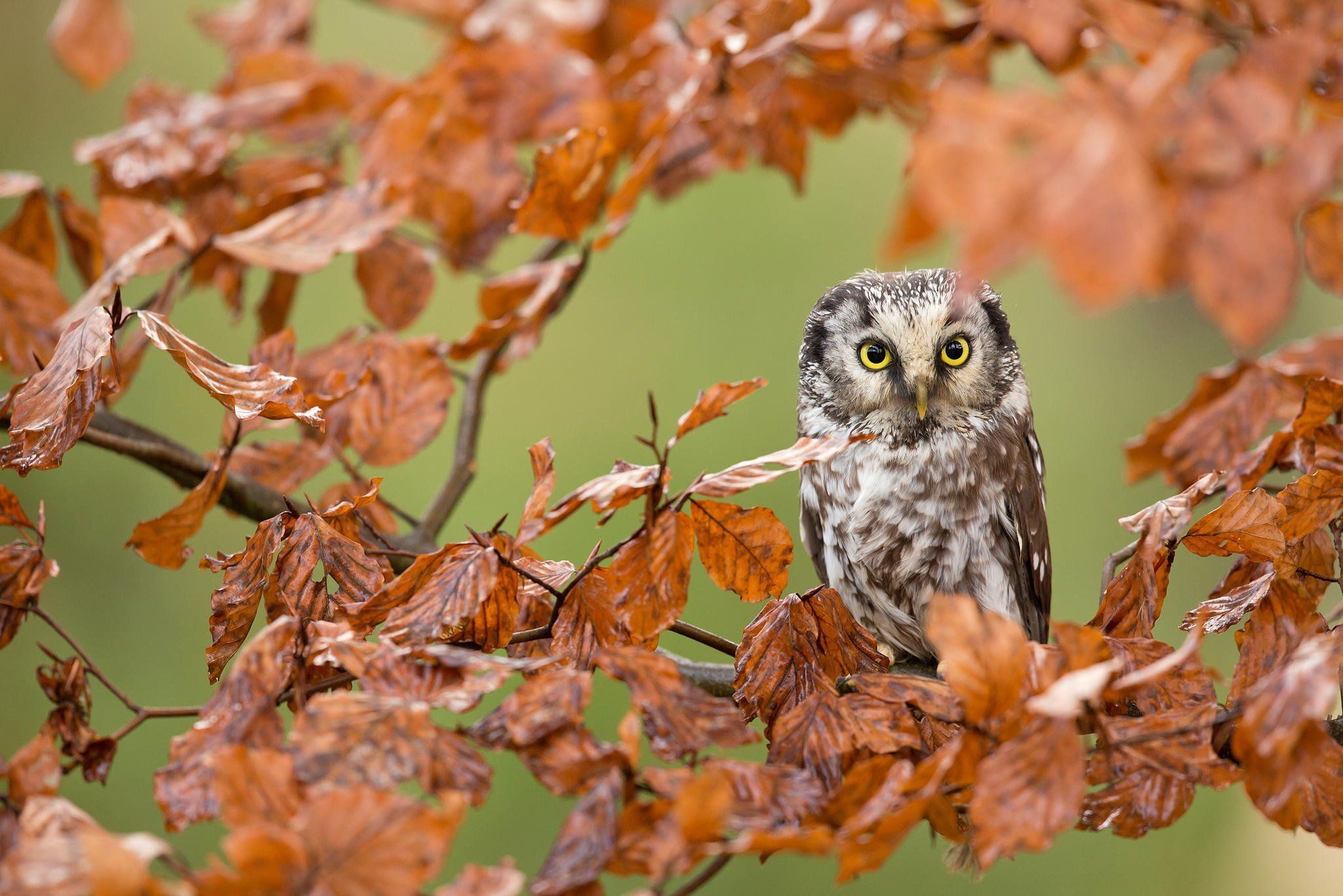 Autumn Owl Wallpapers