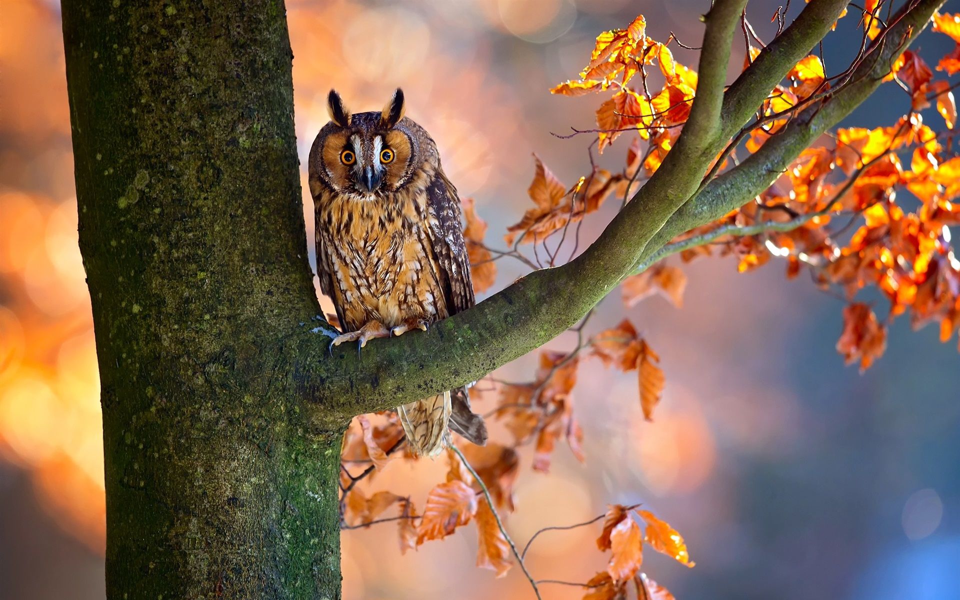 Autumn Owl Wallpapers