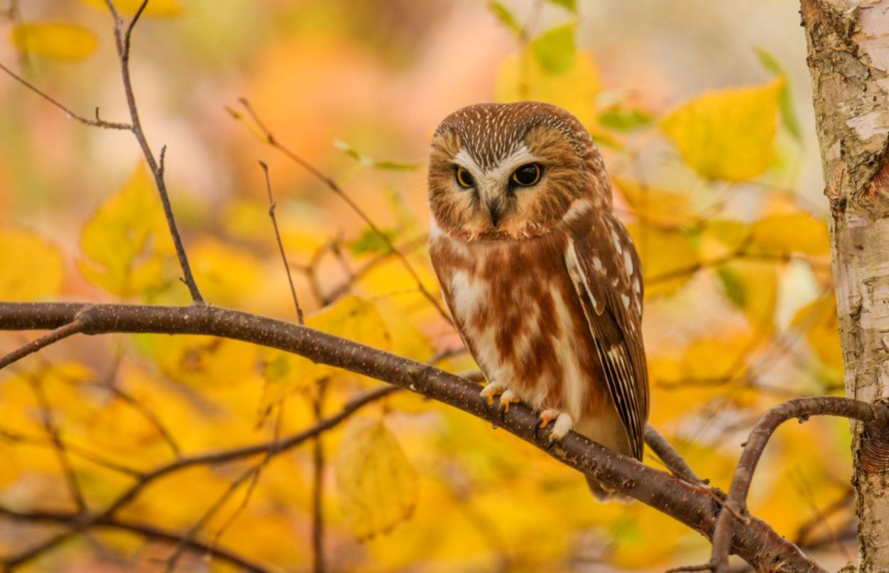 Autumn Owl Wallpapers