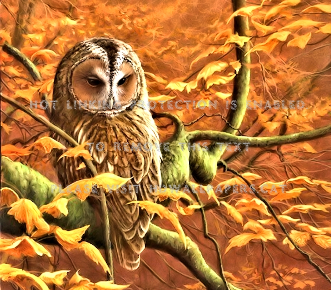 Autumn Owl Wallpapers