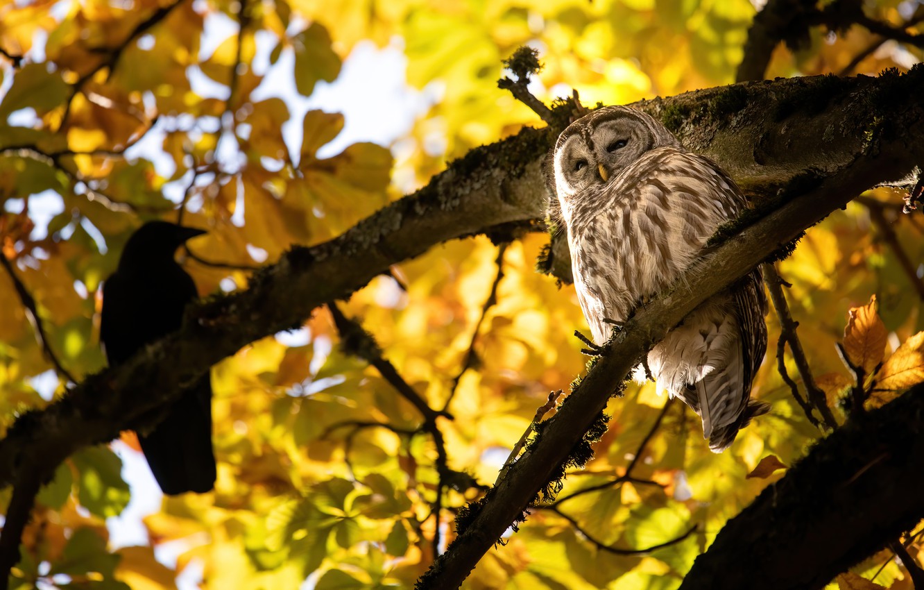 Autumn Owl Wallpapers