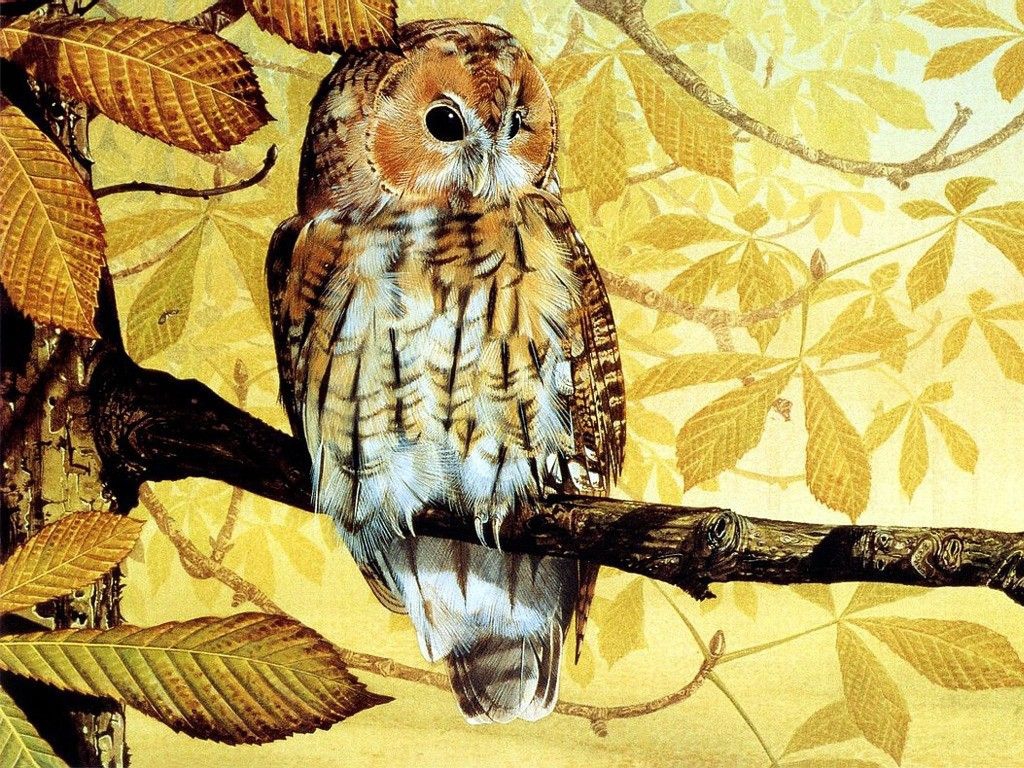 Autumn Owl Wallpapers