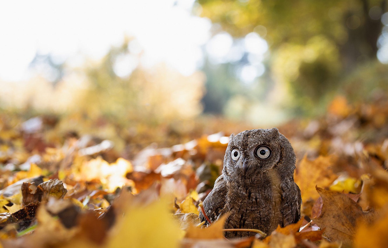 Autumn Owl Wallpapers