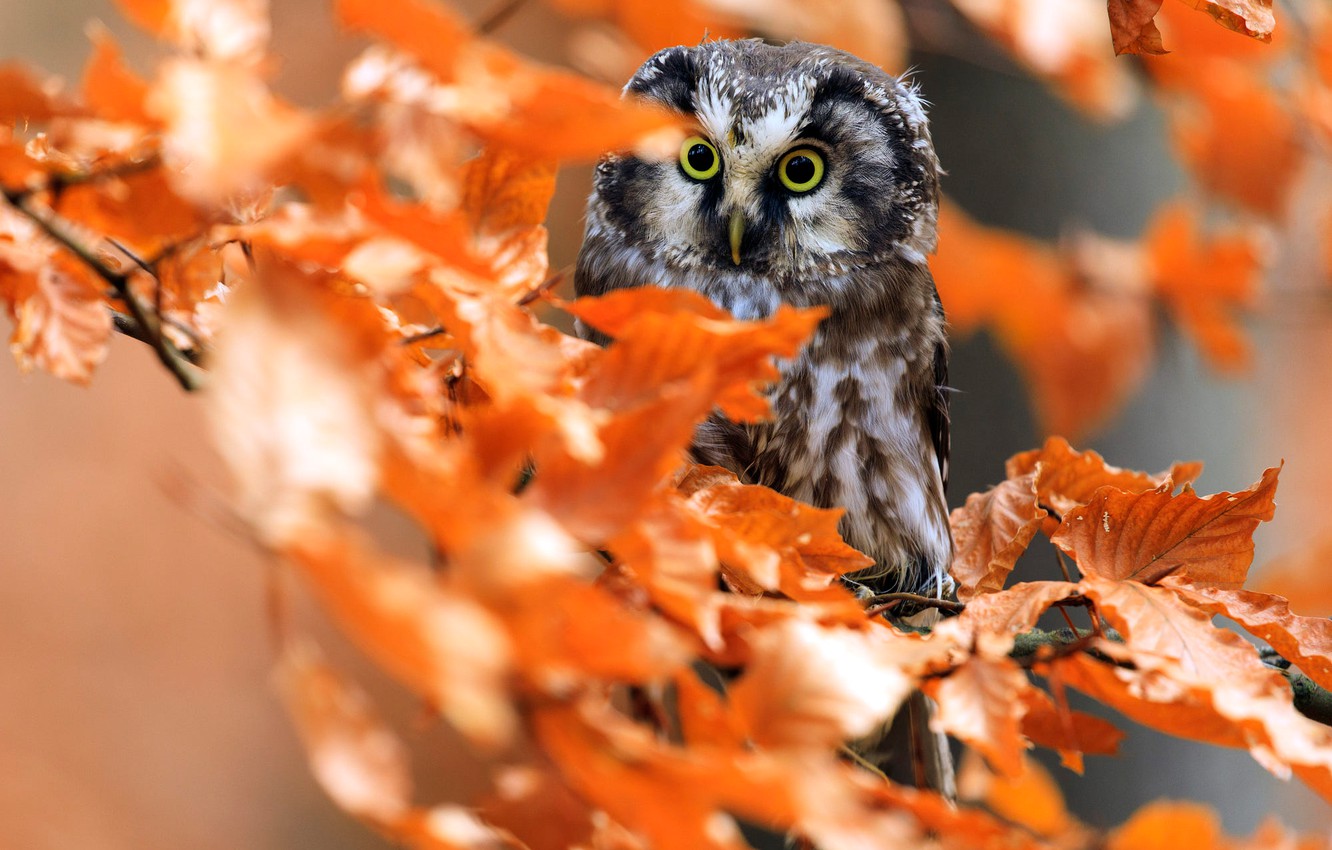 Autumn Owl Wallpapers