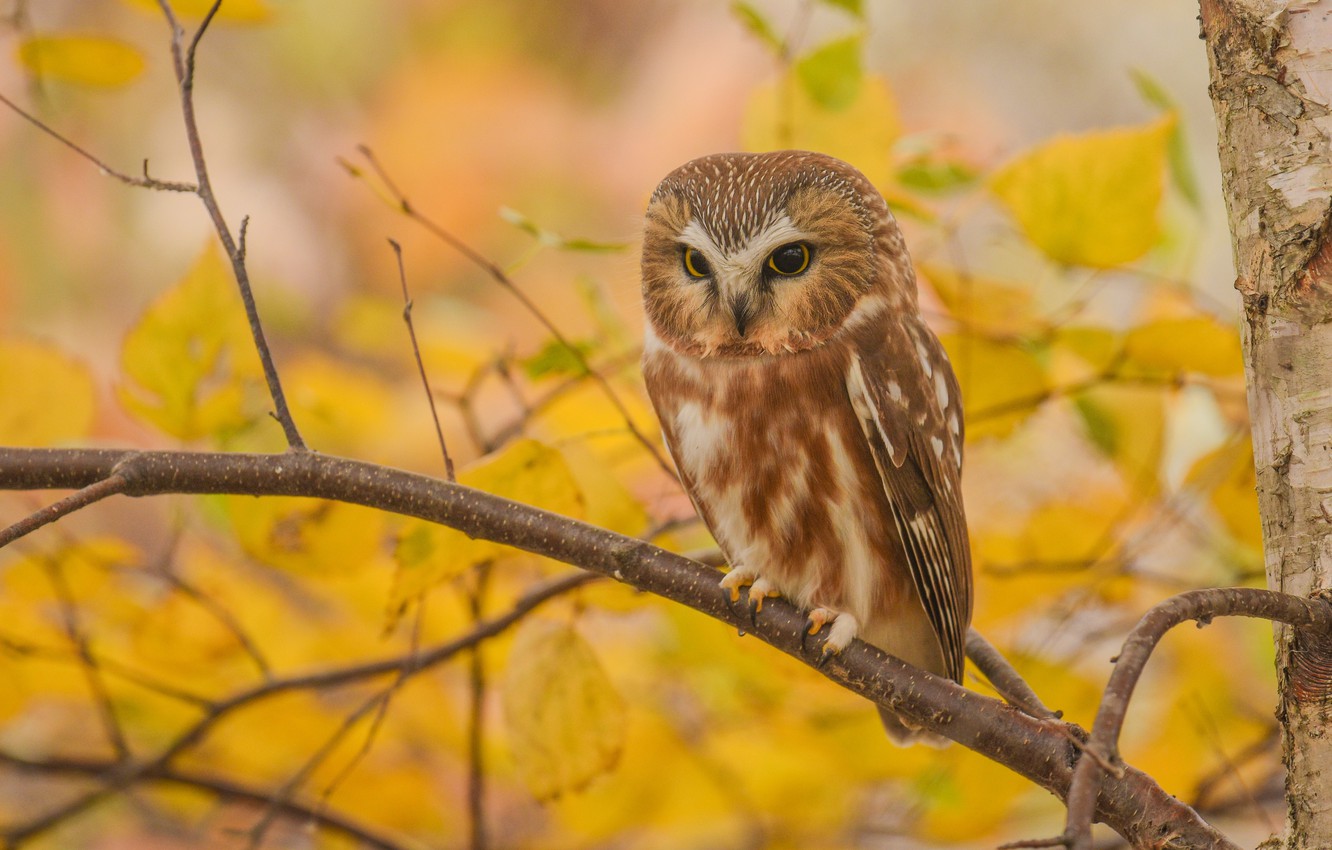 Autumn Owl Wallpapers