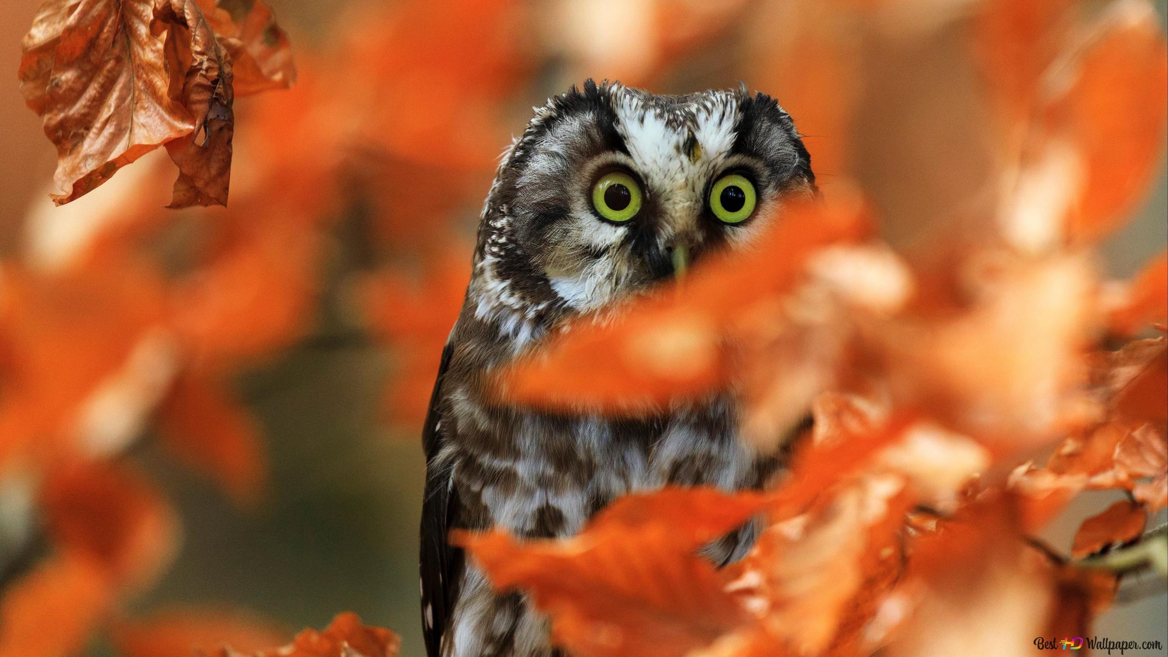 Autumn Owl Wallpapers