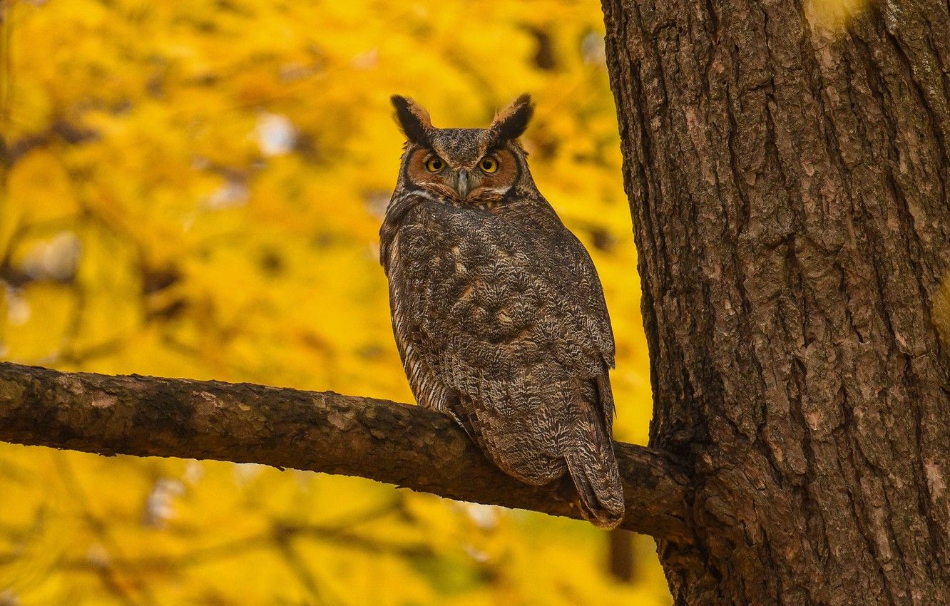 Autumn Owl Wallpapers