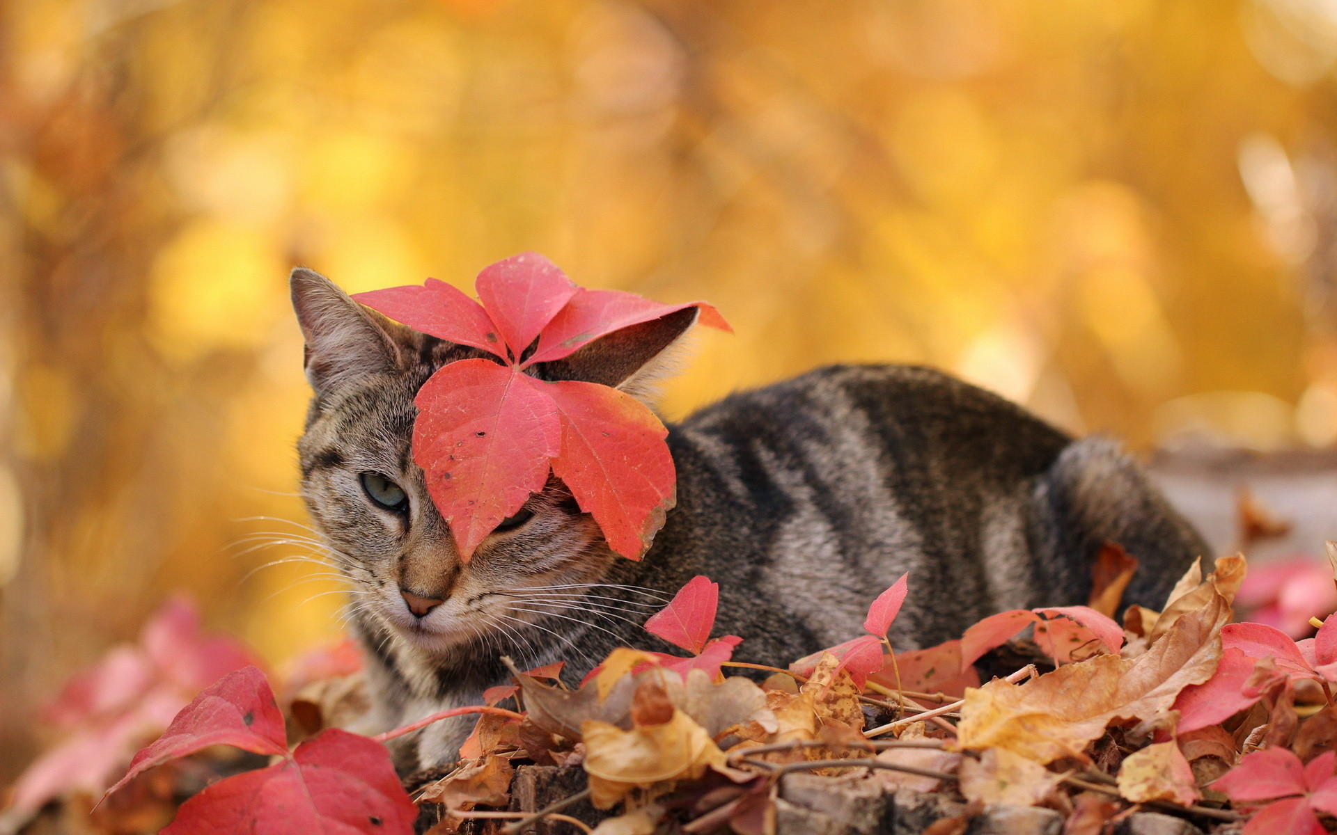 Autumn Pets Desktop Wallpapers