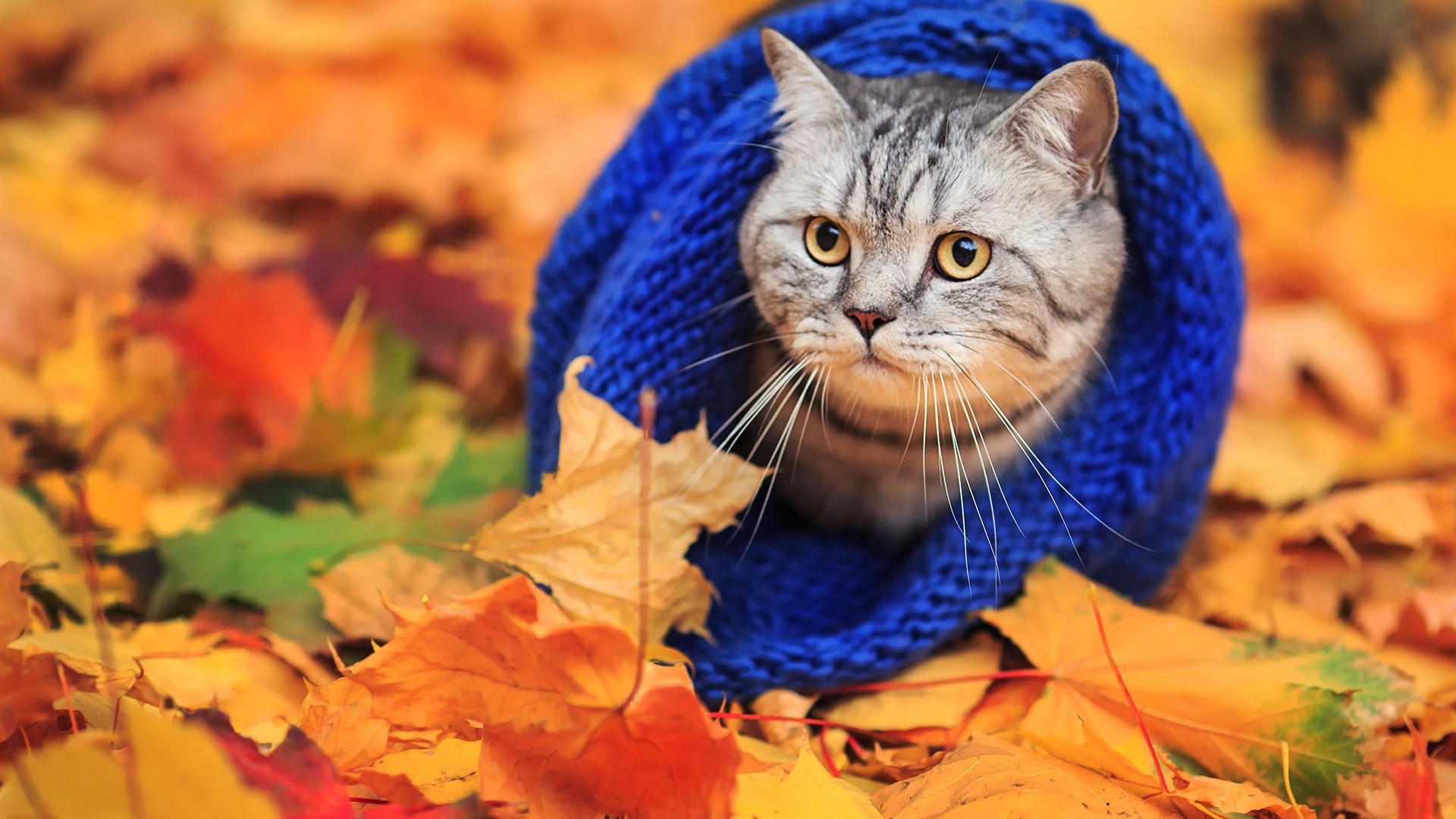 Autumn Pets Desktop Wallpapers