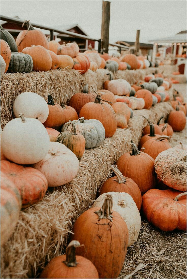 Autumn Pumpkins Wallpapers