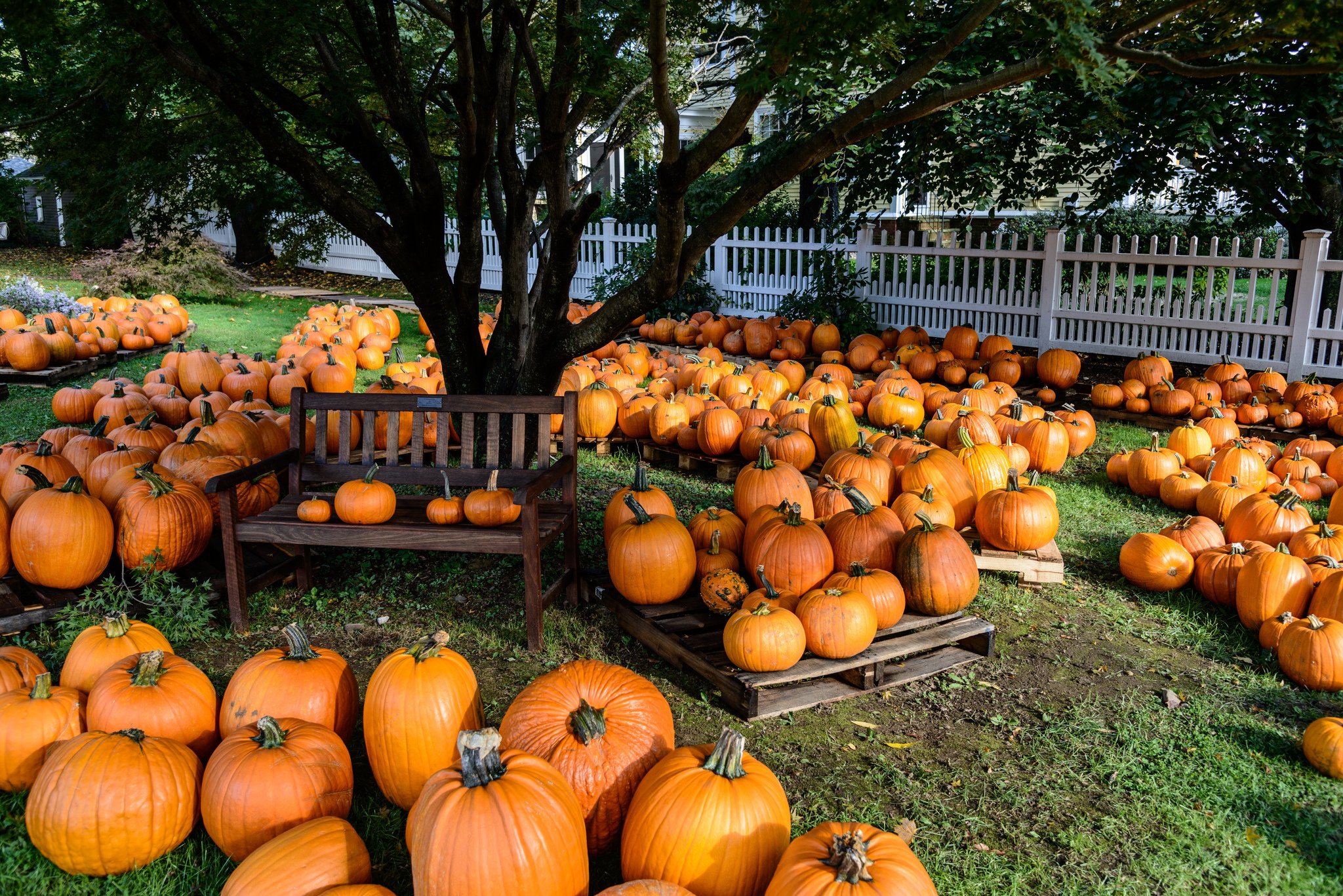 Autumn Pumpkins Wallpapers