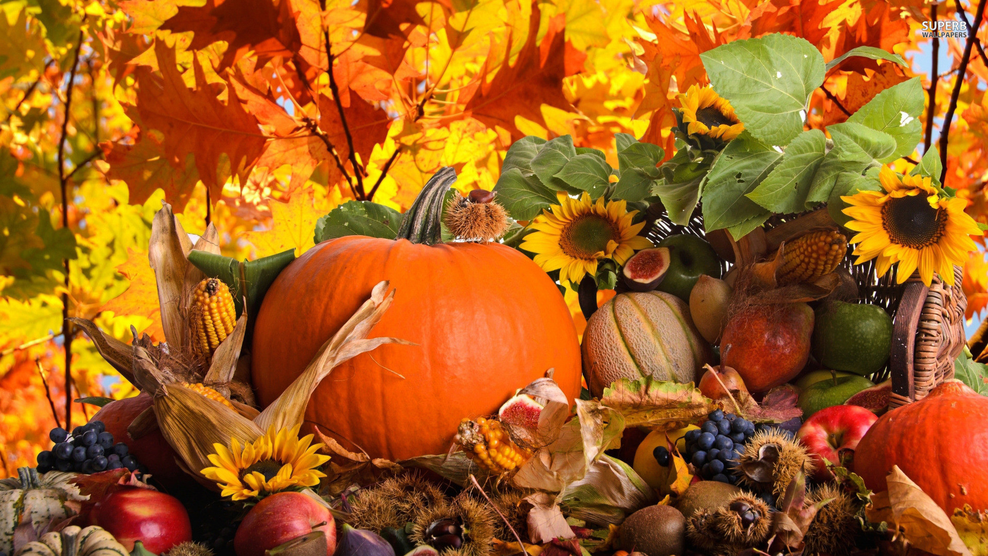 Autumn Pumpkins Wallpapers