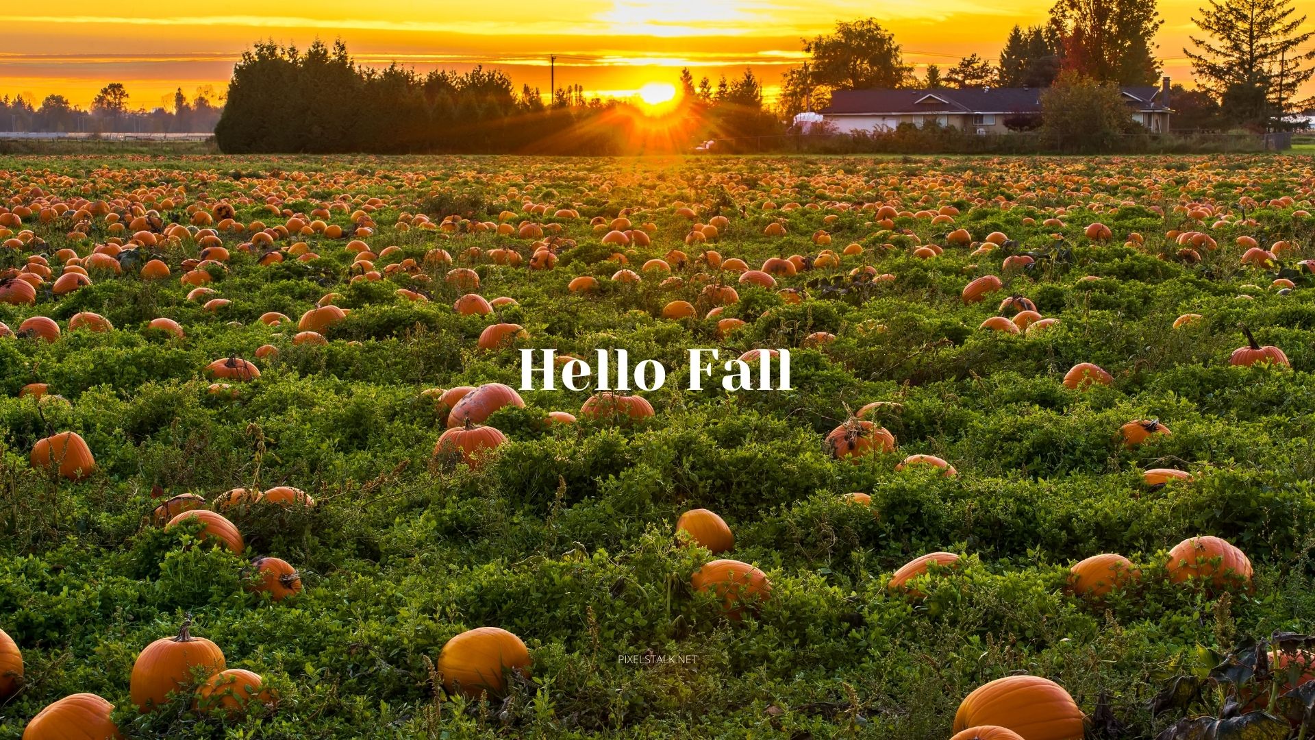 Autumn Pumpkins Wallpapers