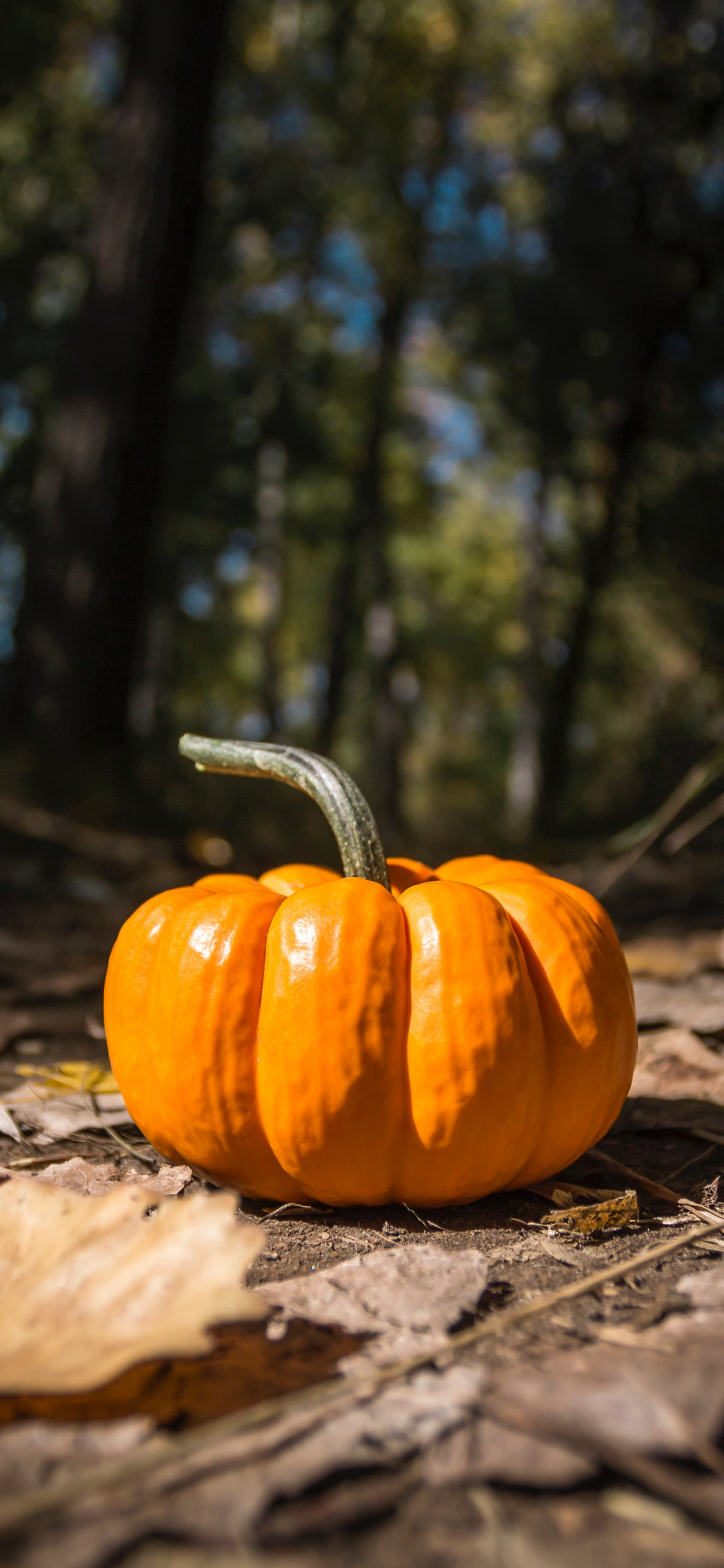 Autumn Pumpkins Wallpapers