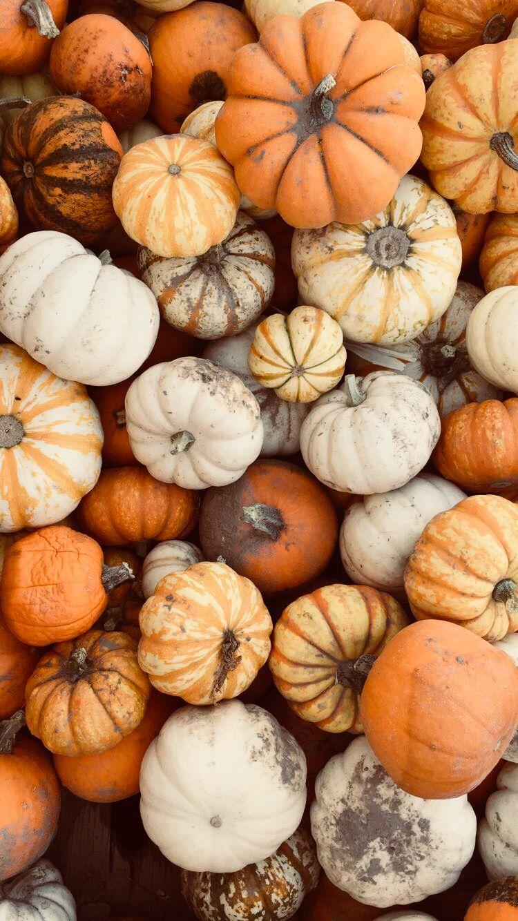 Autumn Pumpkins Wallpapers