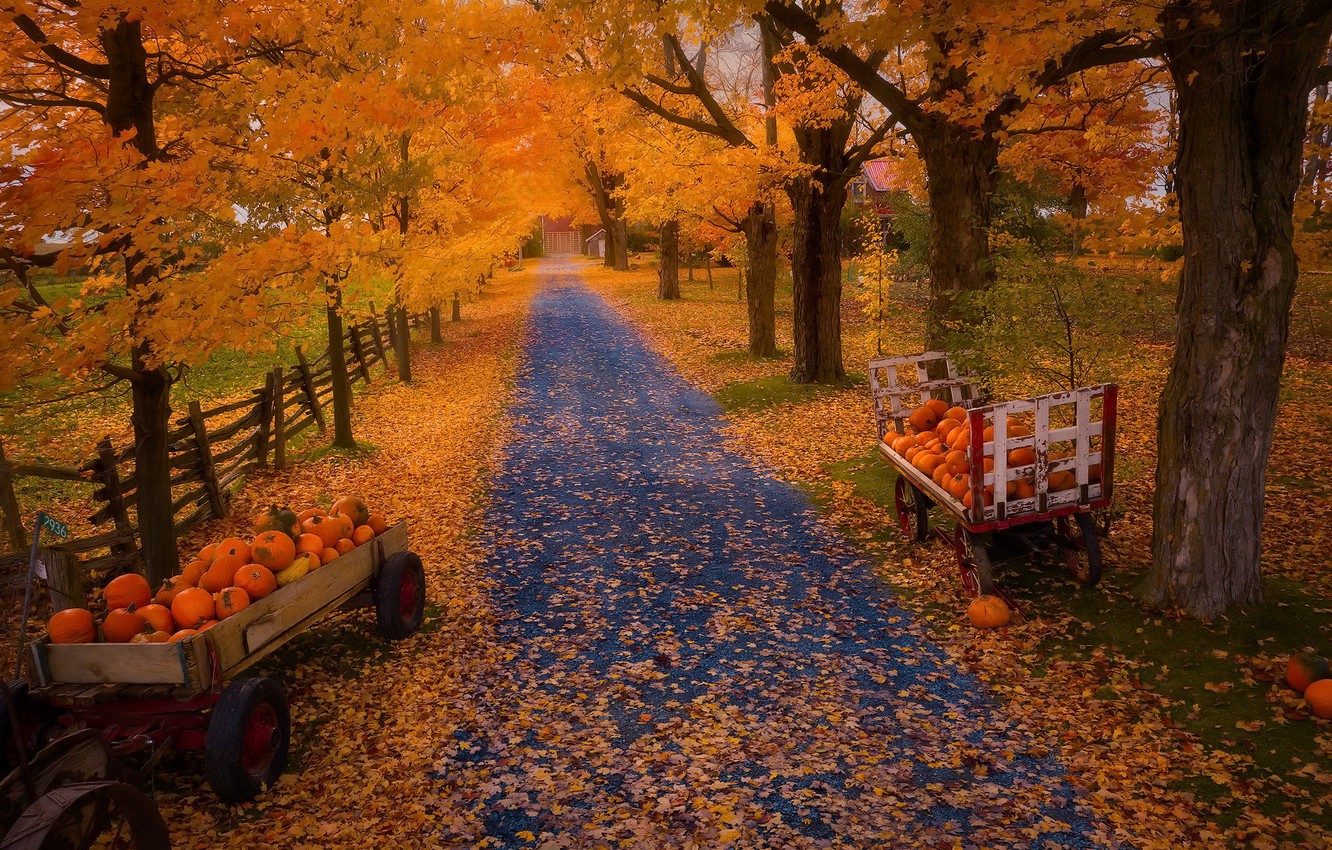 Autumn Pumpkins Wallpapers