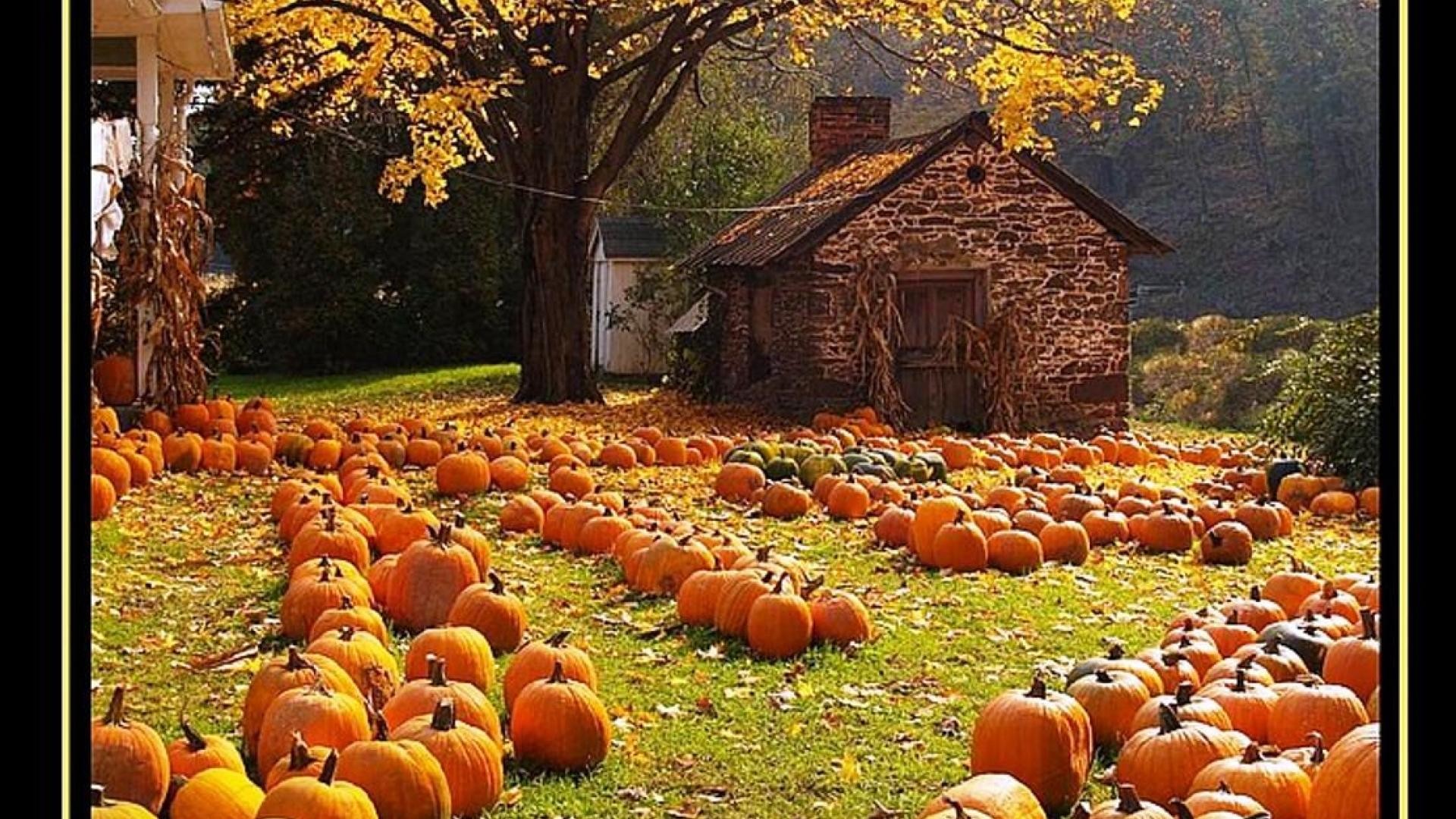 Autumn Pumpkins Wallpapers