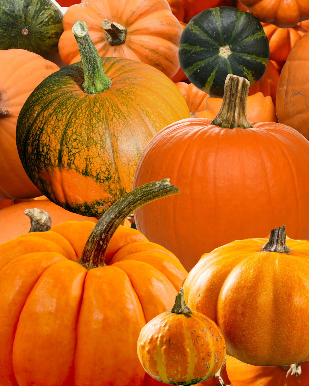 Autumn Pumpkins Wallpapers