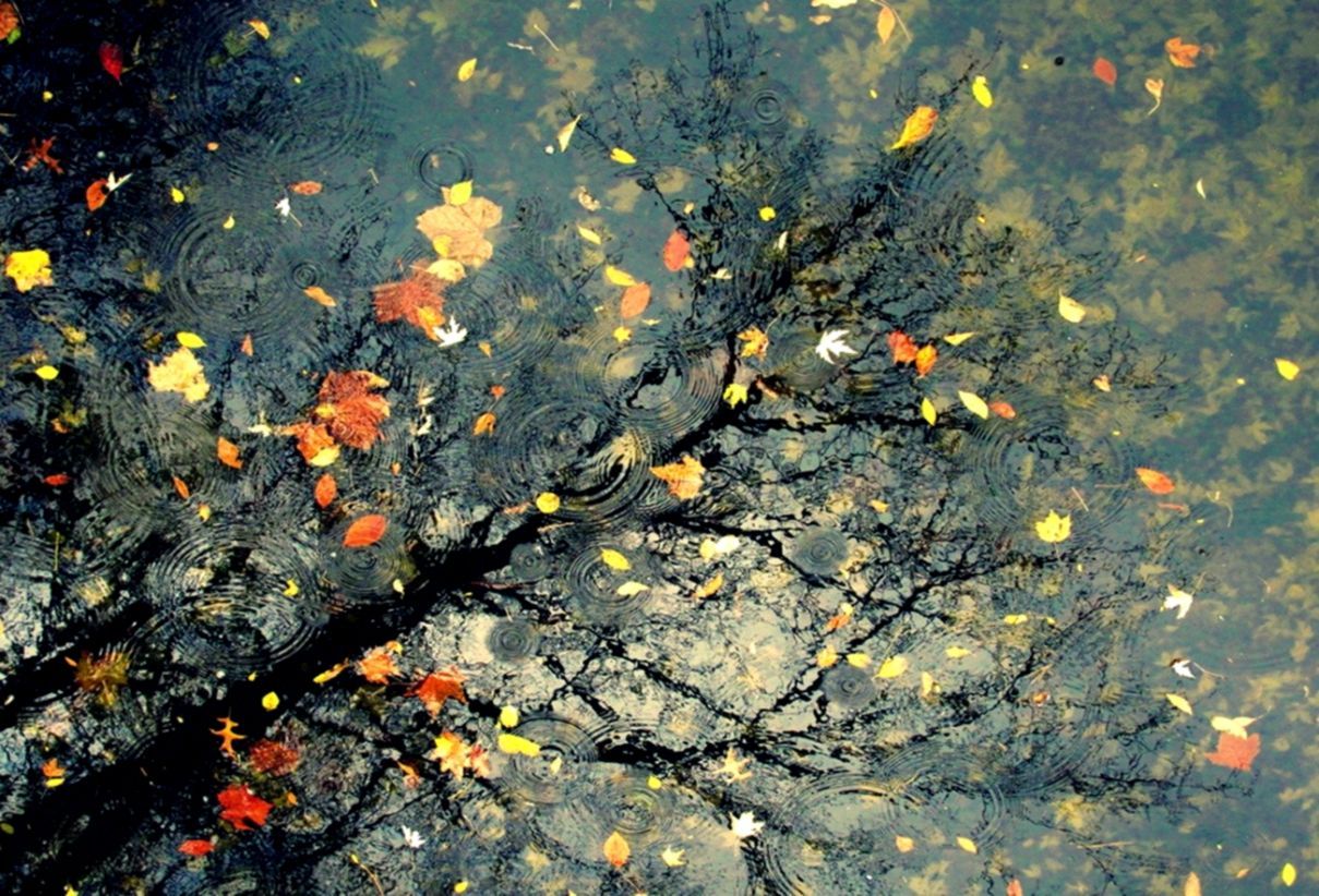 Autumn Rain Wallpapers