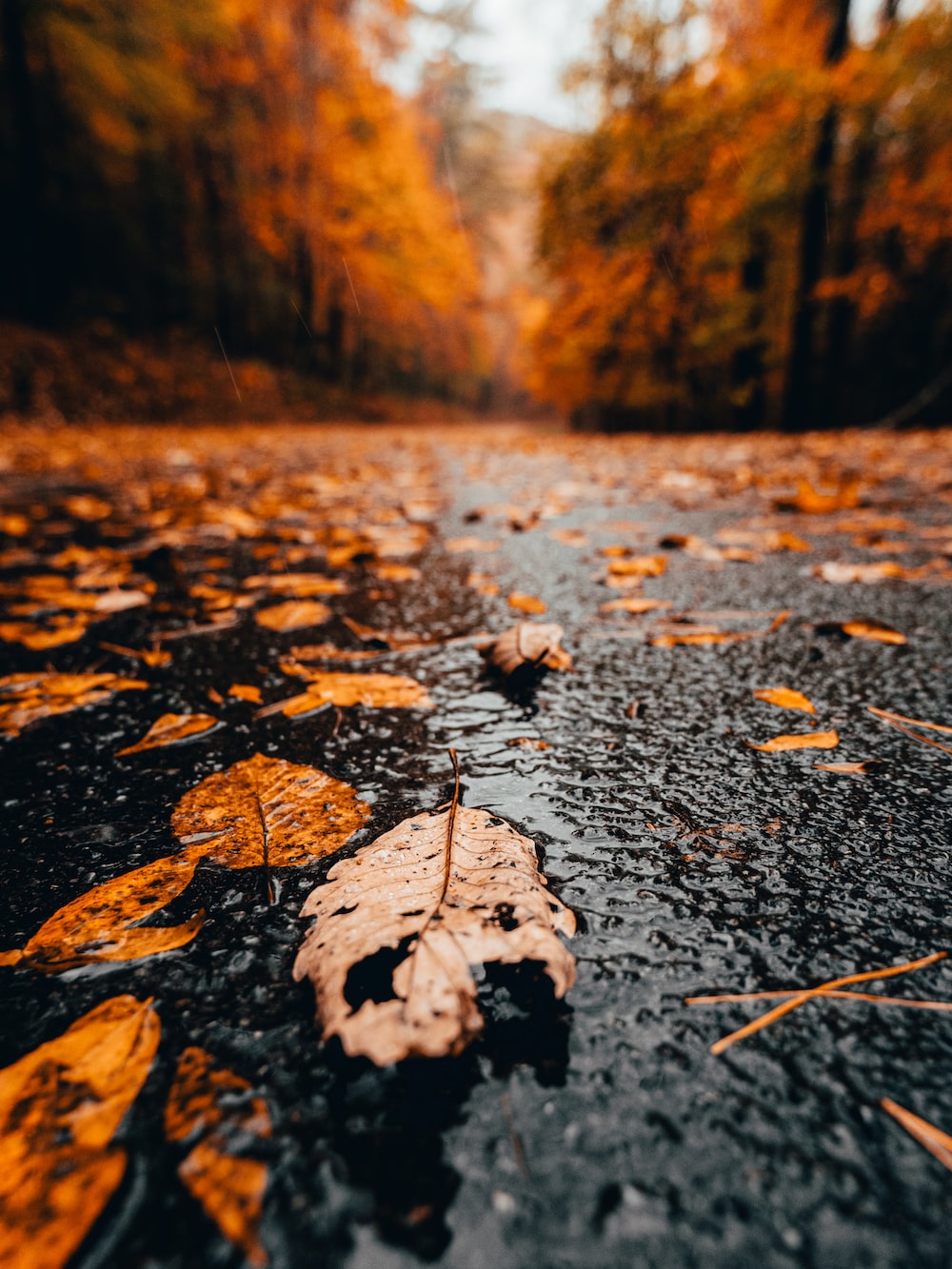 Autumn Rain Wallpapers