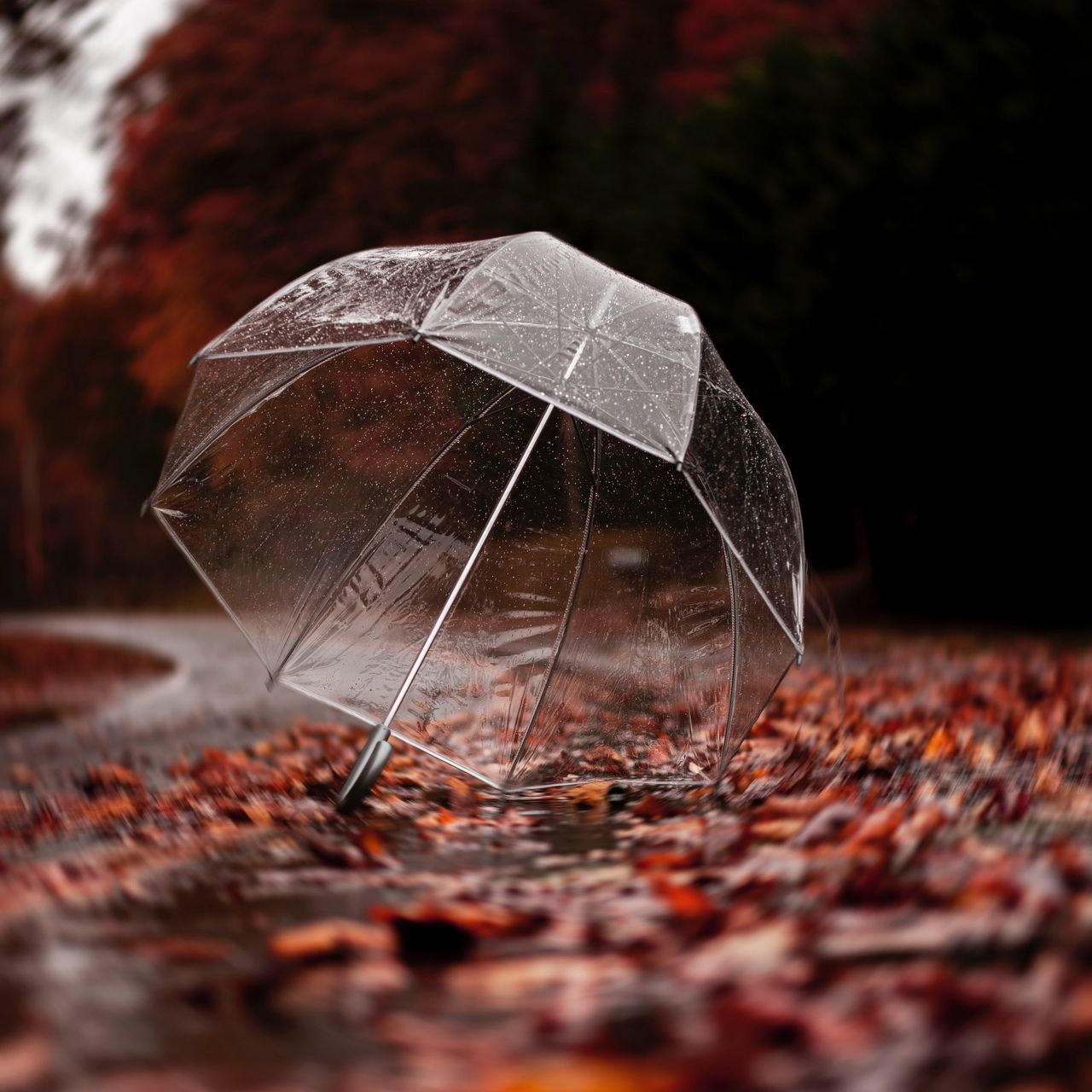 Autumn Rain Wallpapers