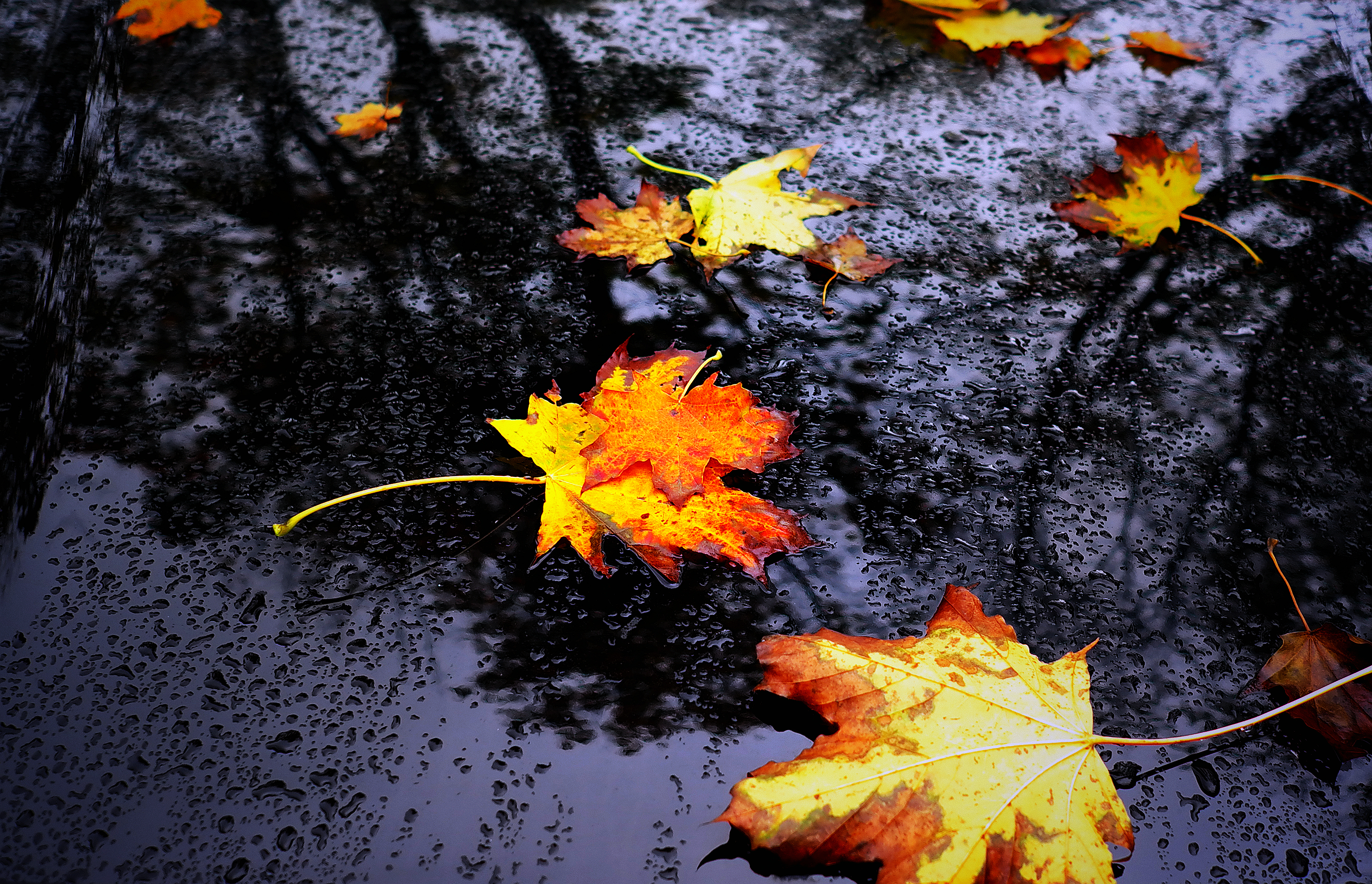 Autumn Rain Wallpapers