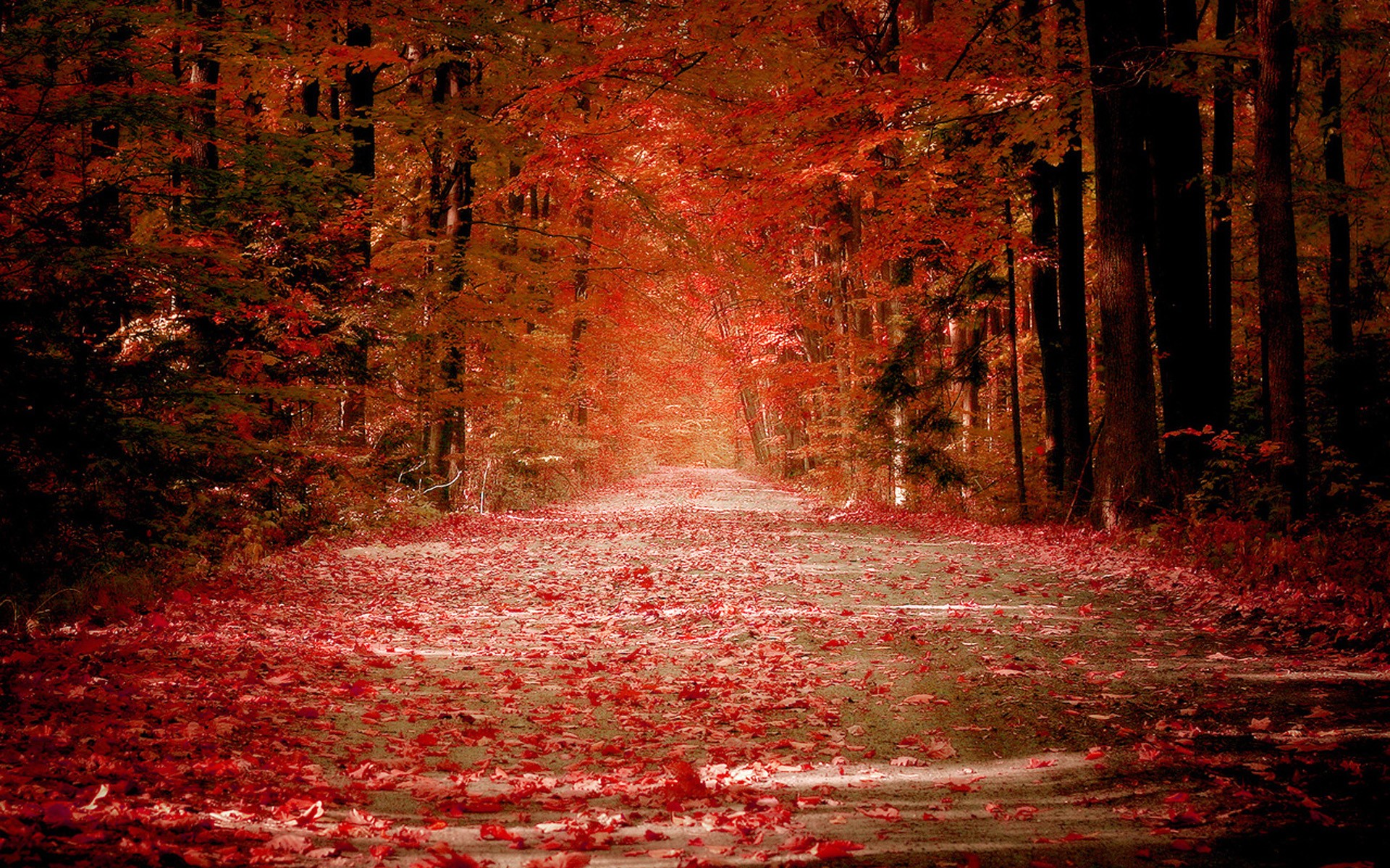 Autumn River Hd Side Path Wallpapers