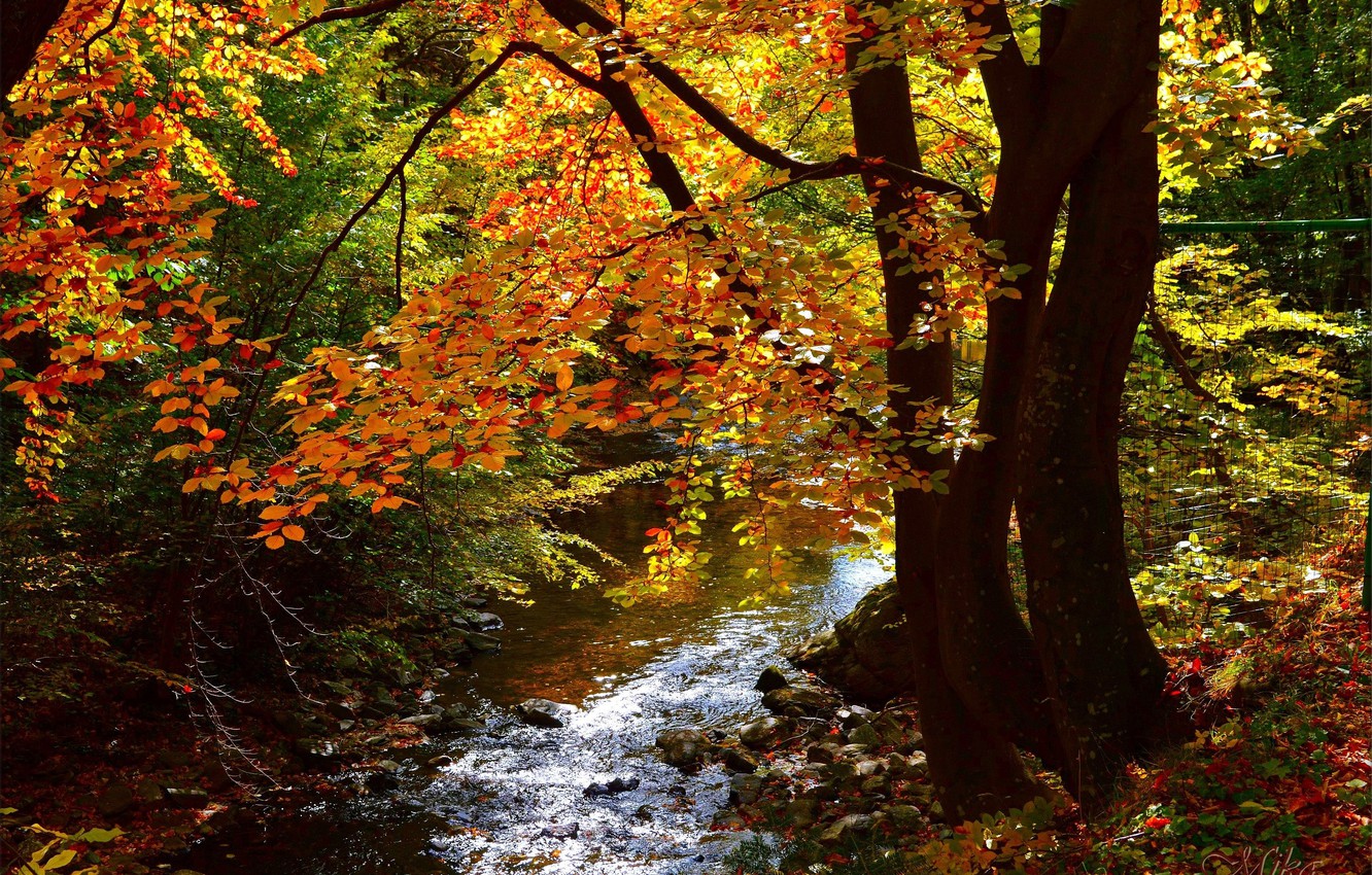 Autumn River Wallpapers