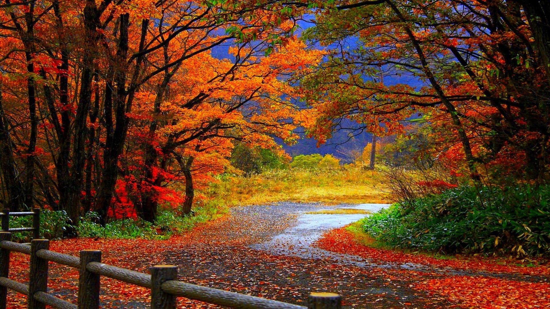 Autumn Scene Wallpapers