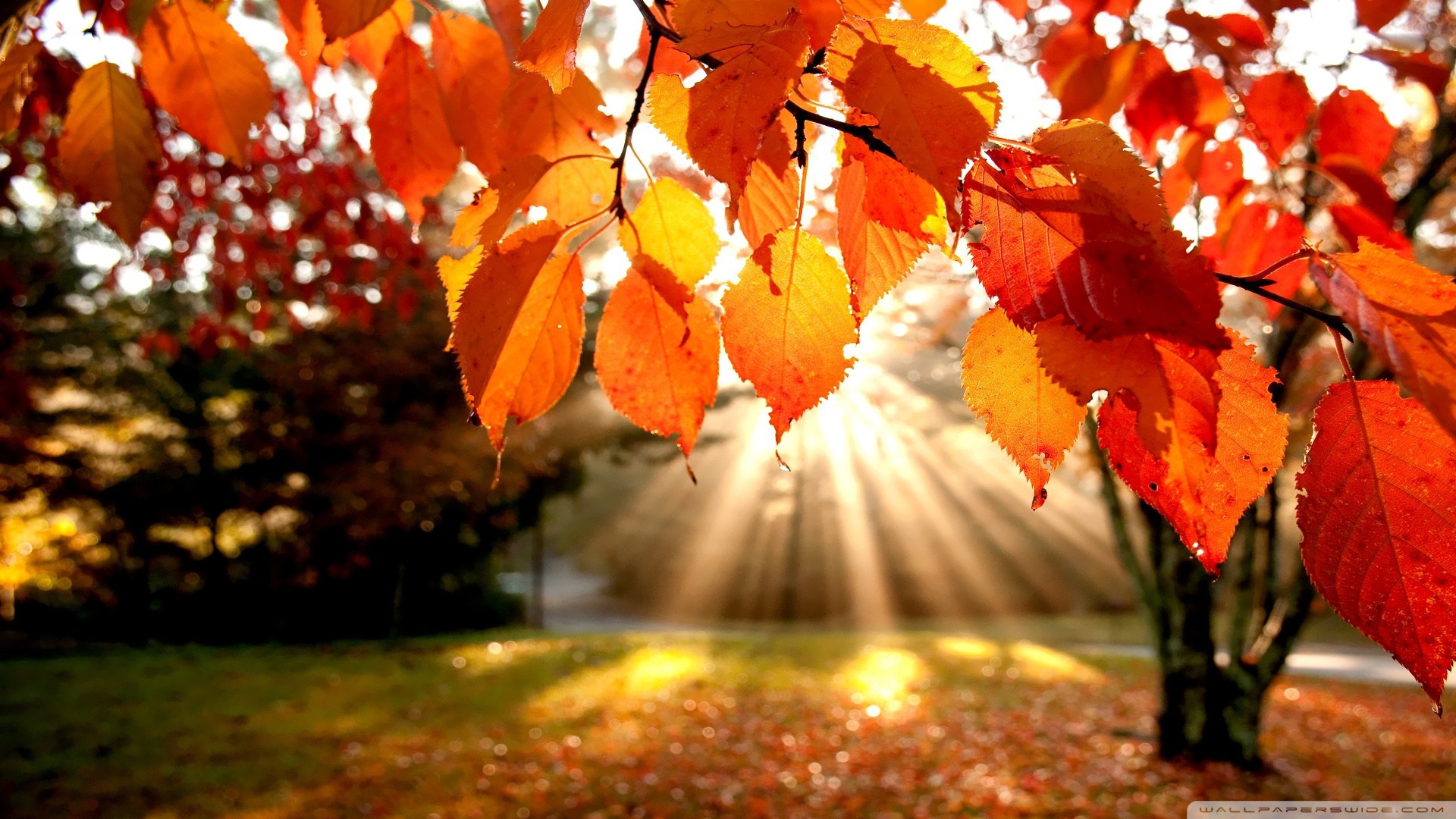 Autumn Scene Wallpapers